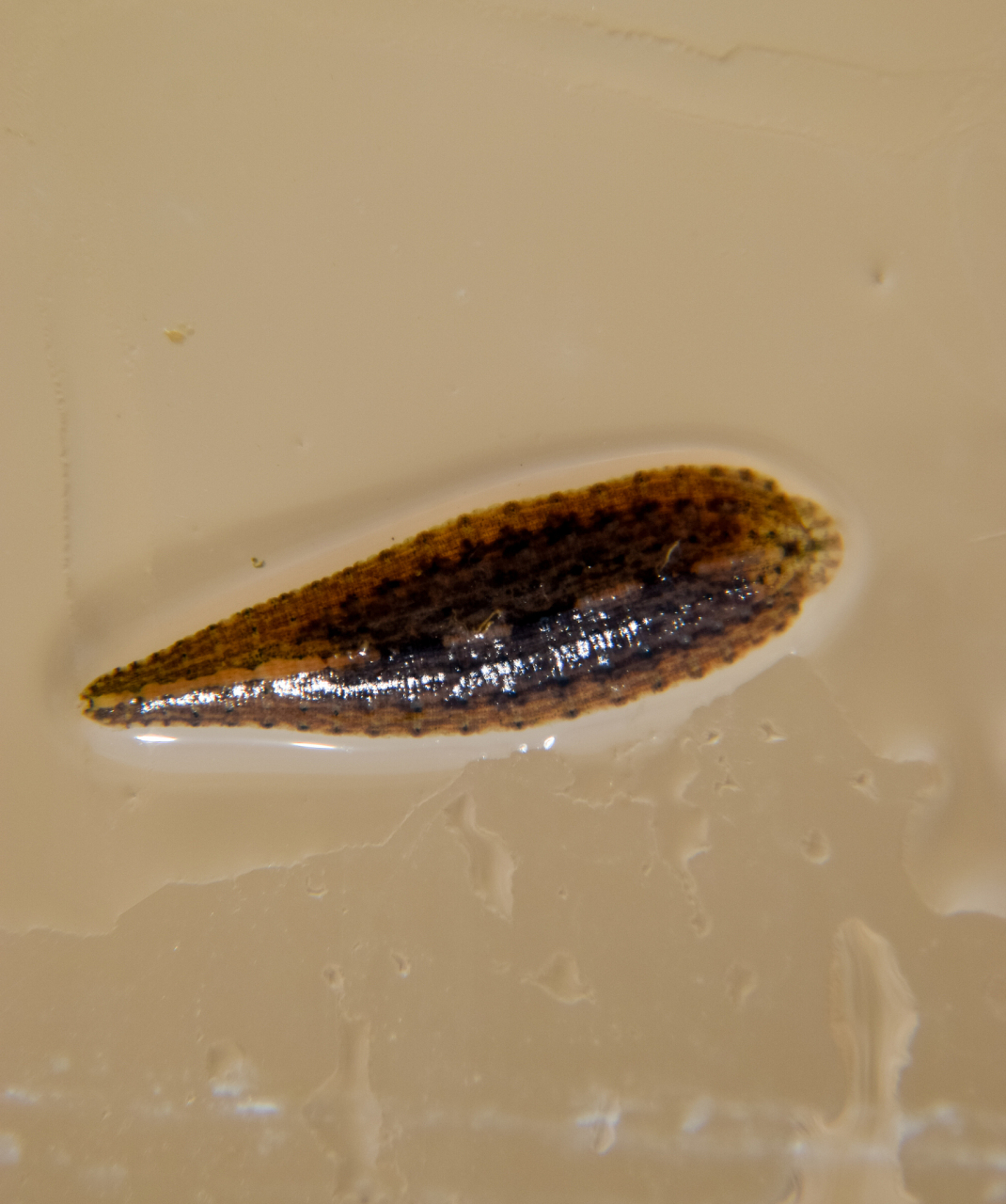 孑孓是蚊虫的幼虫,喜欢在静水中繁殖,传播疾病.