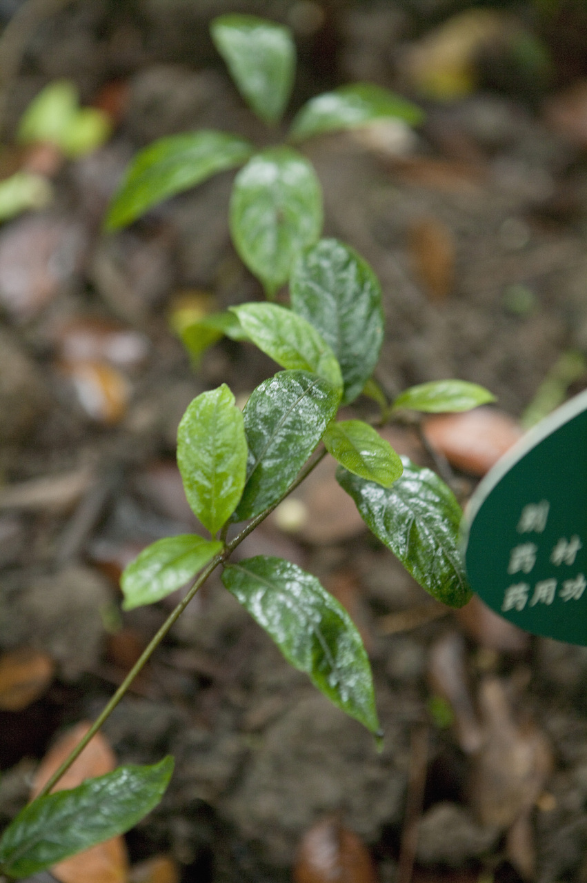 食管癌食不下咽,两味药打通阻塞  有一位食管癌患