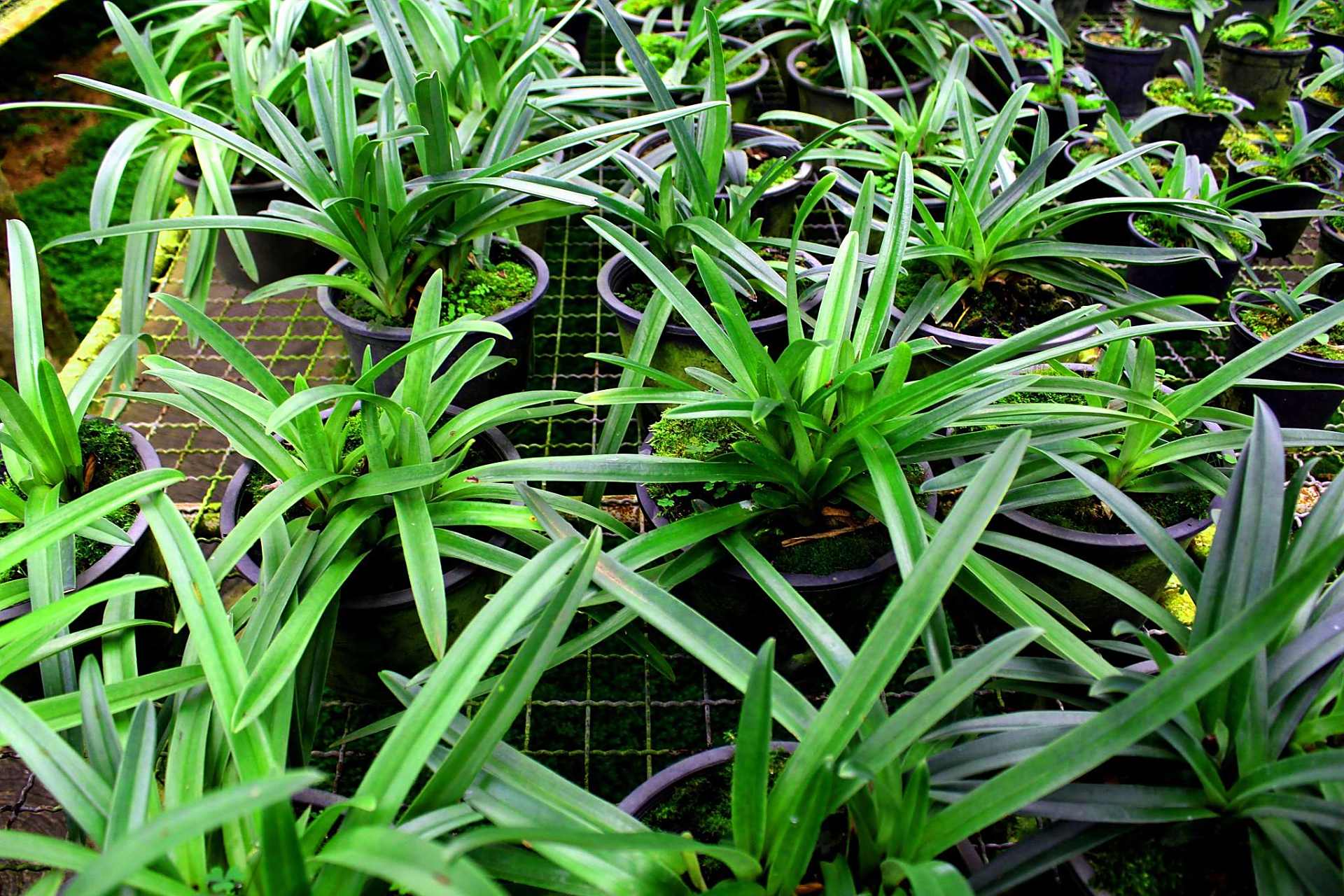 吉祥草又叫观音草,紫衣草,止咳草等,是百合科,吉祥草属多年生常绿草本