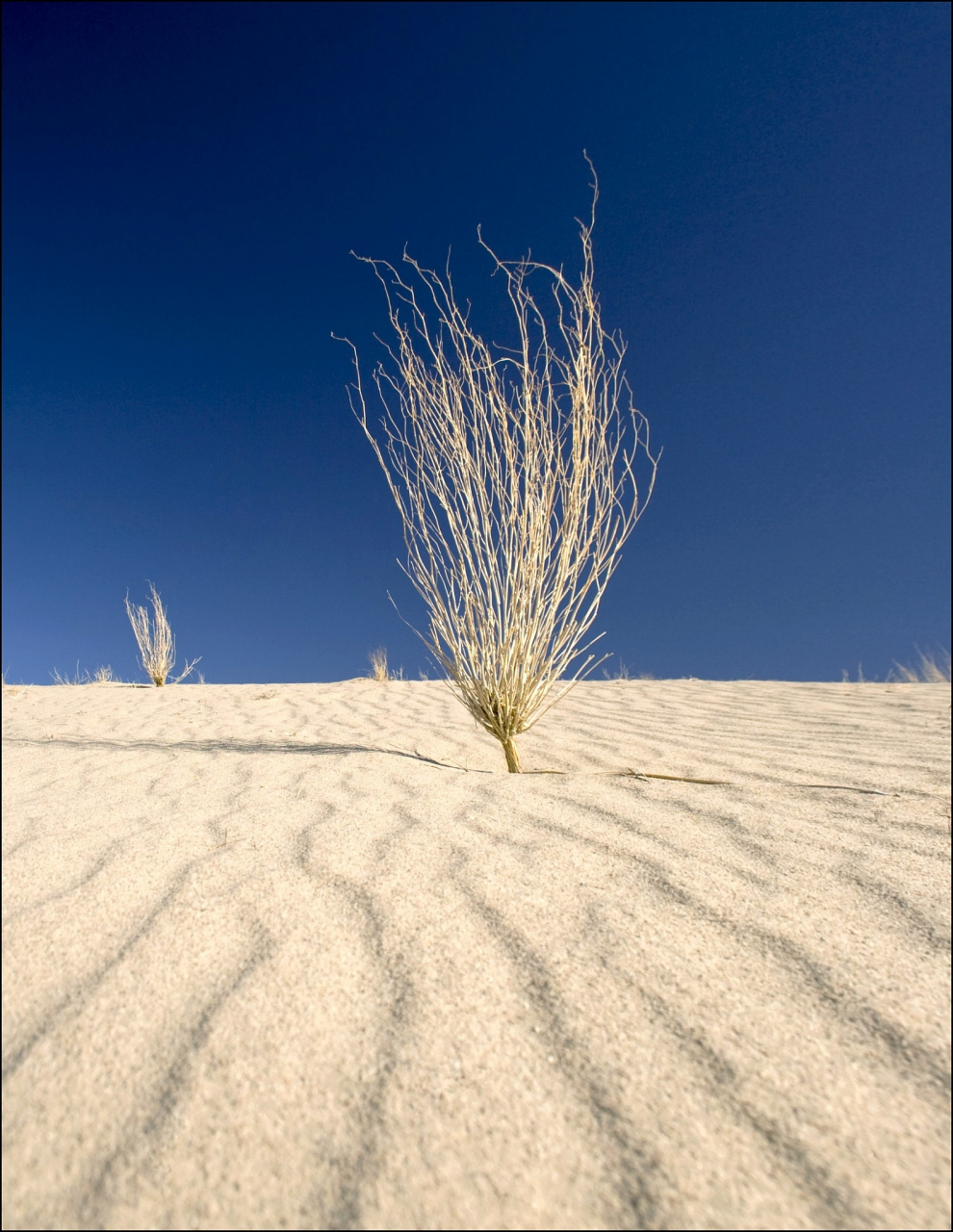 在浩渺的沙漠之中, 有一株小草, 它默默地生长, 独自面对着风沙的侵袭