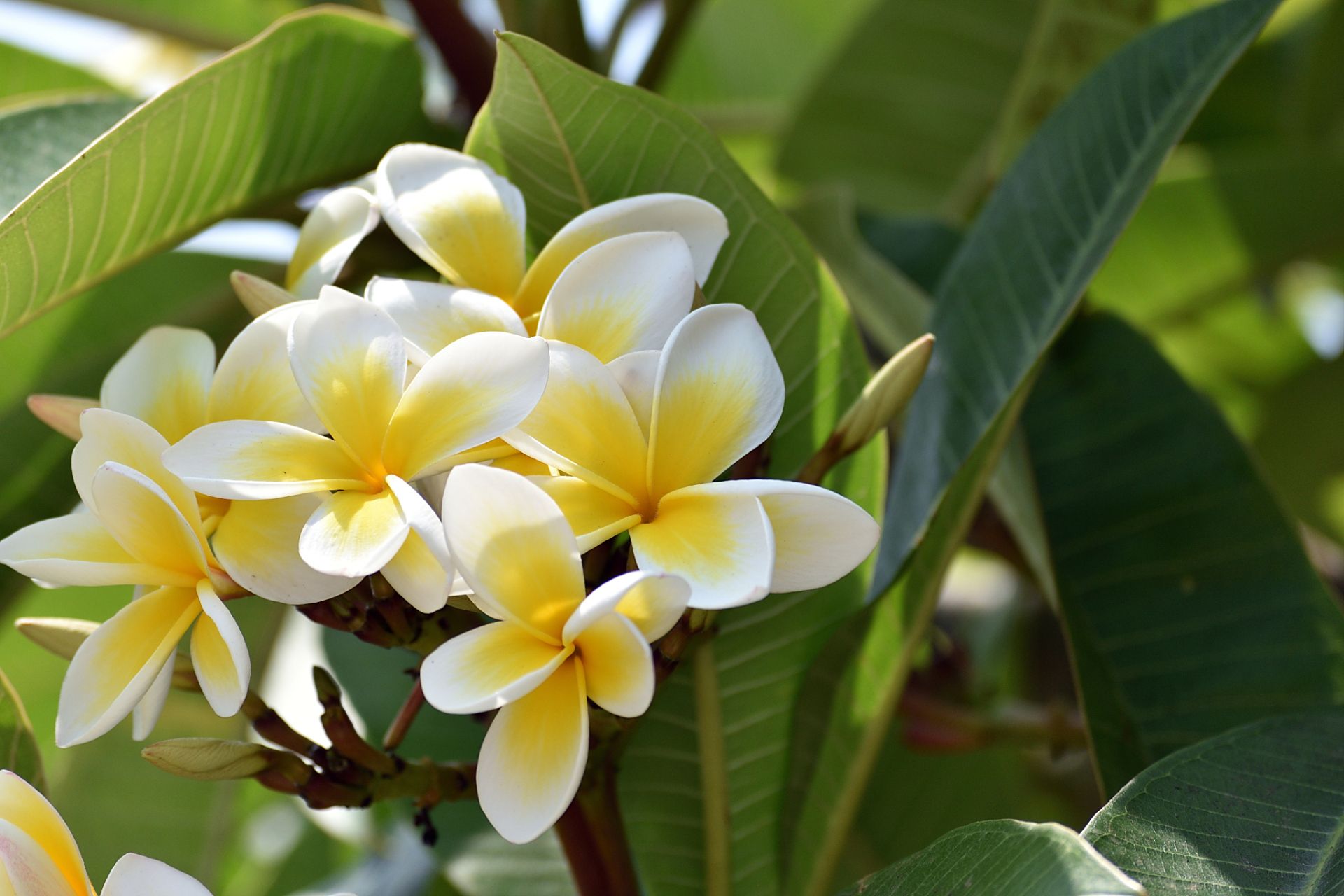 鸡蛋花能吃但不能碰,鸡蛋花属于夹竹桃科植物,具有祖传的有毒枝叶