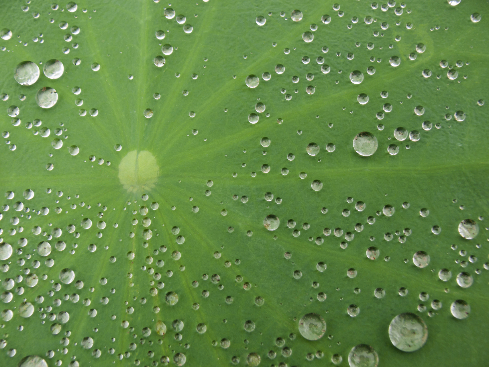 植物小知识(40)为什么荷叶上会聚集水珠?