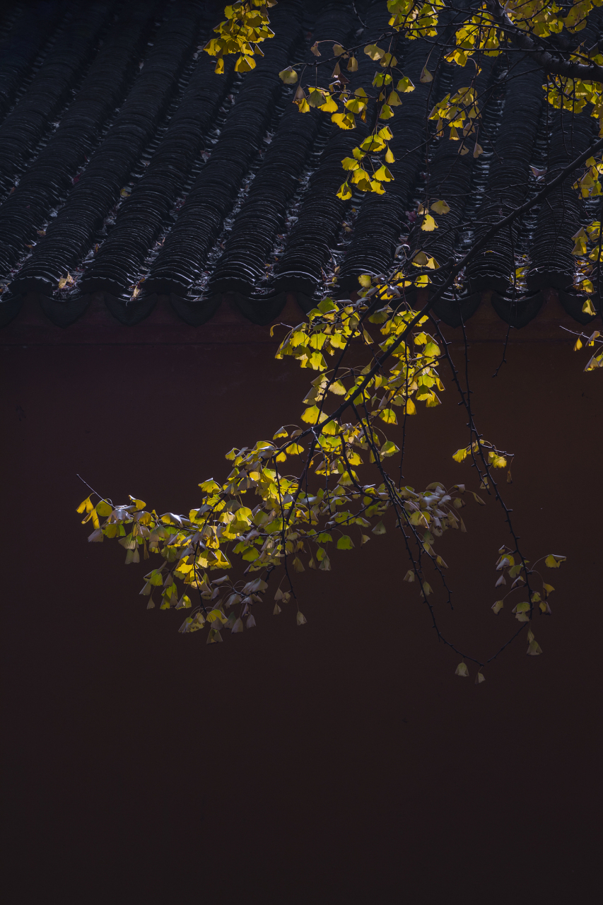 少妇瞒丈夫与情郎私奔,却被拐子卖进青楼 莫大姐背着丈夫和小鲜肉杨