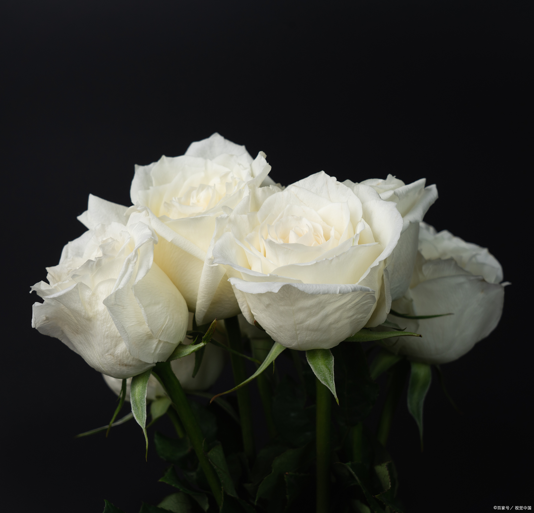 都能多一份心意和 白玫瑰图片白玫瑰花图片真实照片 一朵白色玫瑰图片