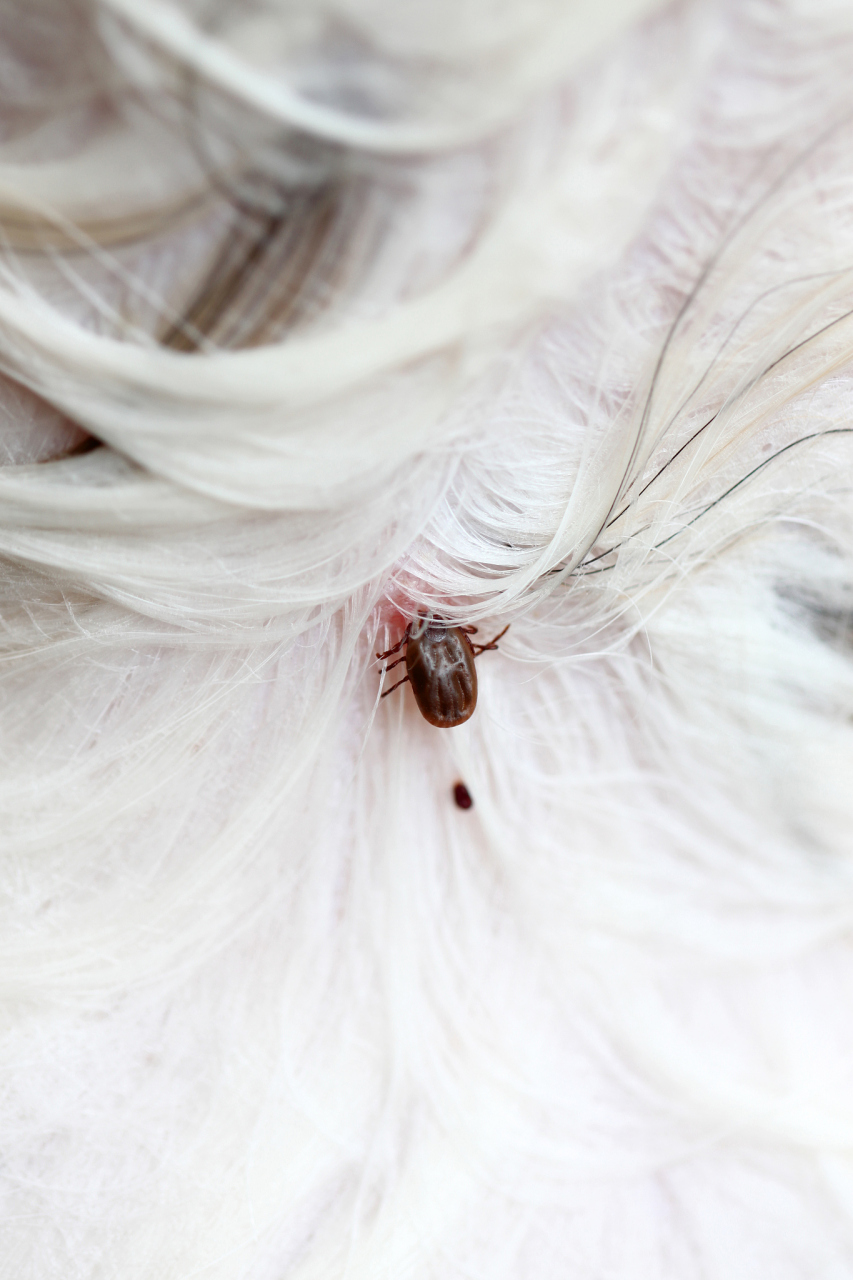 [原文:狗身上有跳蚤快速清