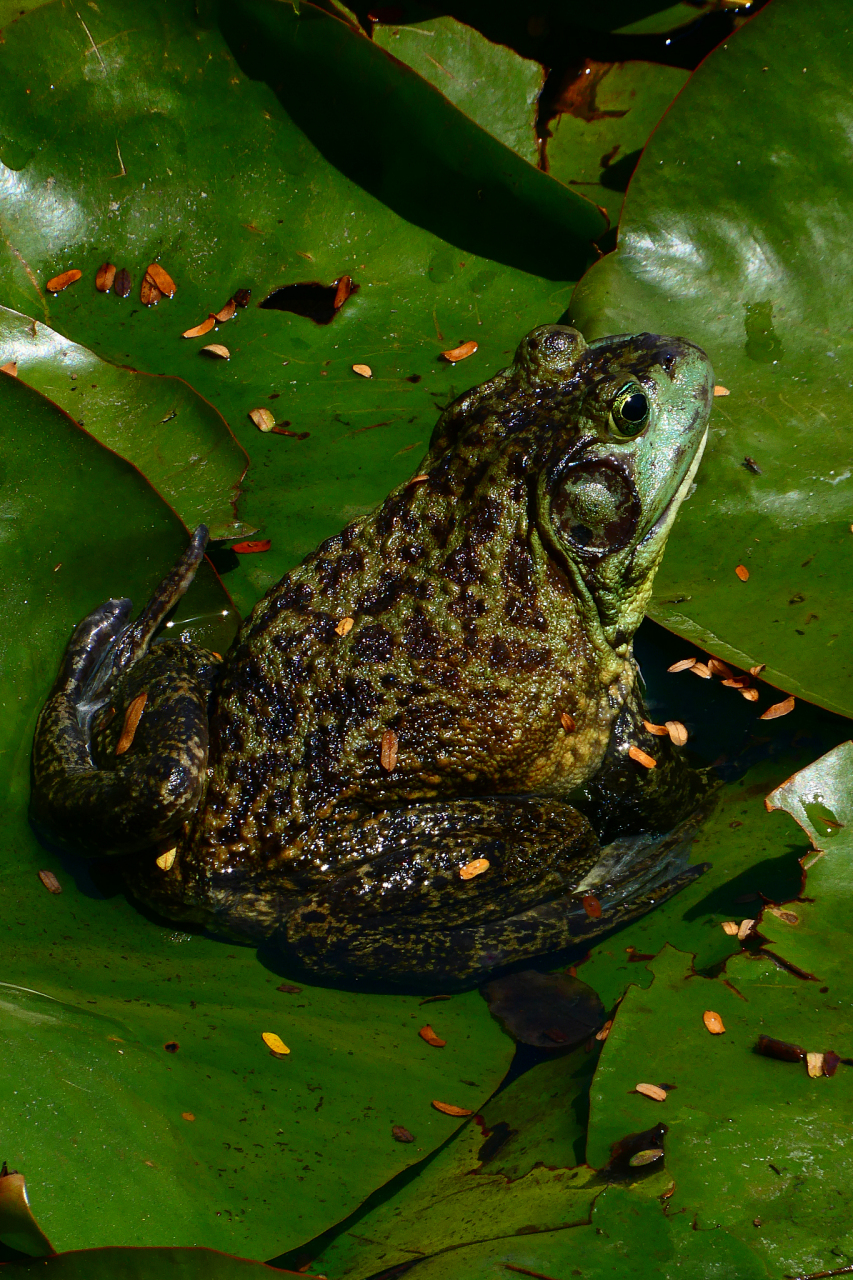非洲牛蛙是蛙类中的巨无霸,体型庞大,食量惊人.