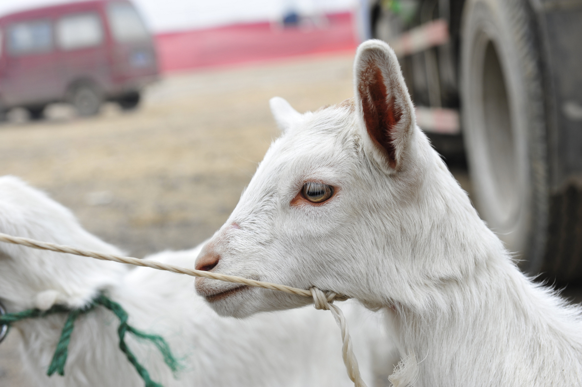 羊是一种常见的家畜,具有柔软的毛发,弯曲的角和短腿.