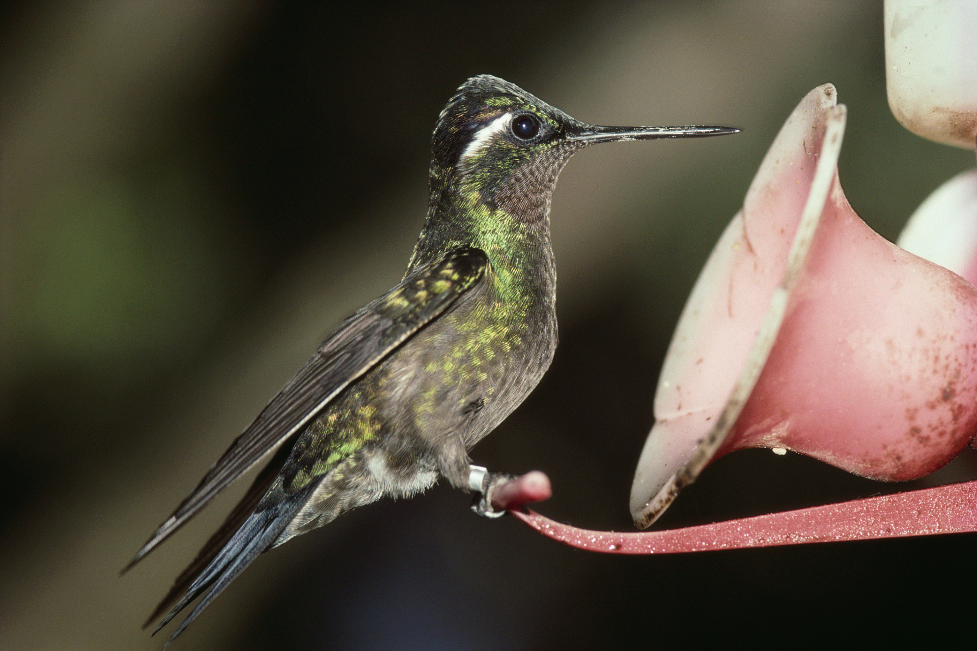 据统计,世界上现存的9021种鸟类中,食虫鸟类占半数以上.