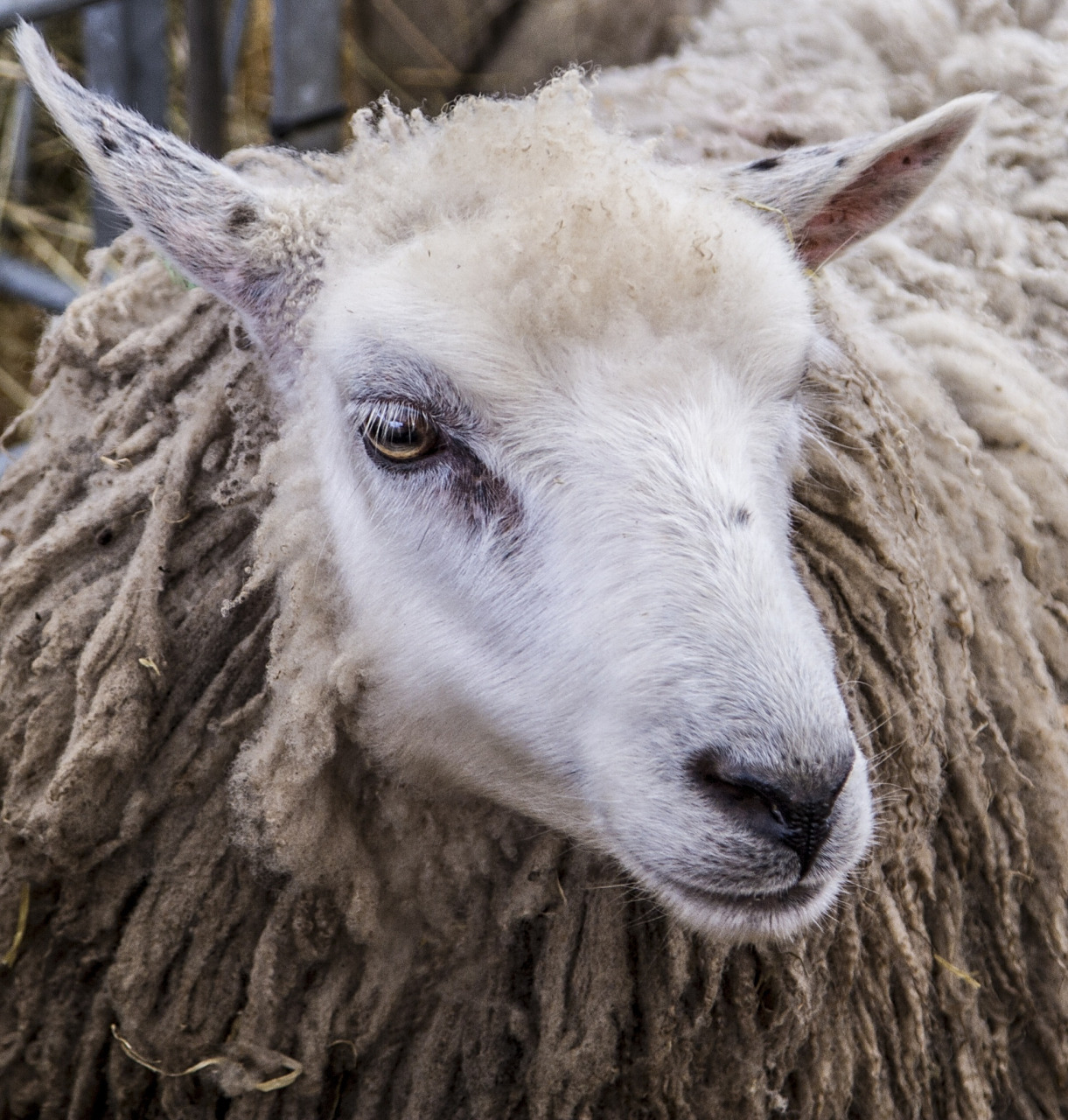 先来解释一下,为什么羊的眼睛会被称为"恶魔之眼"呢?