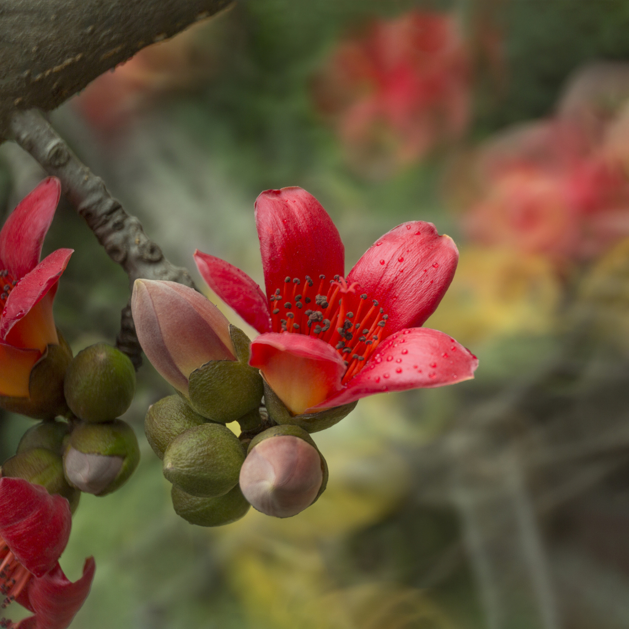 木棉树是一种高大的落叶乔木,树干挺拔,枝条开展.