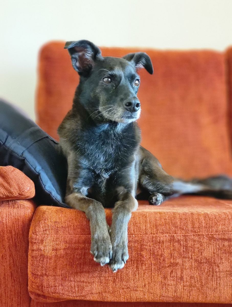 三只蓝毛狗在核电站附近溜达,毛色亮得像阿凡达