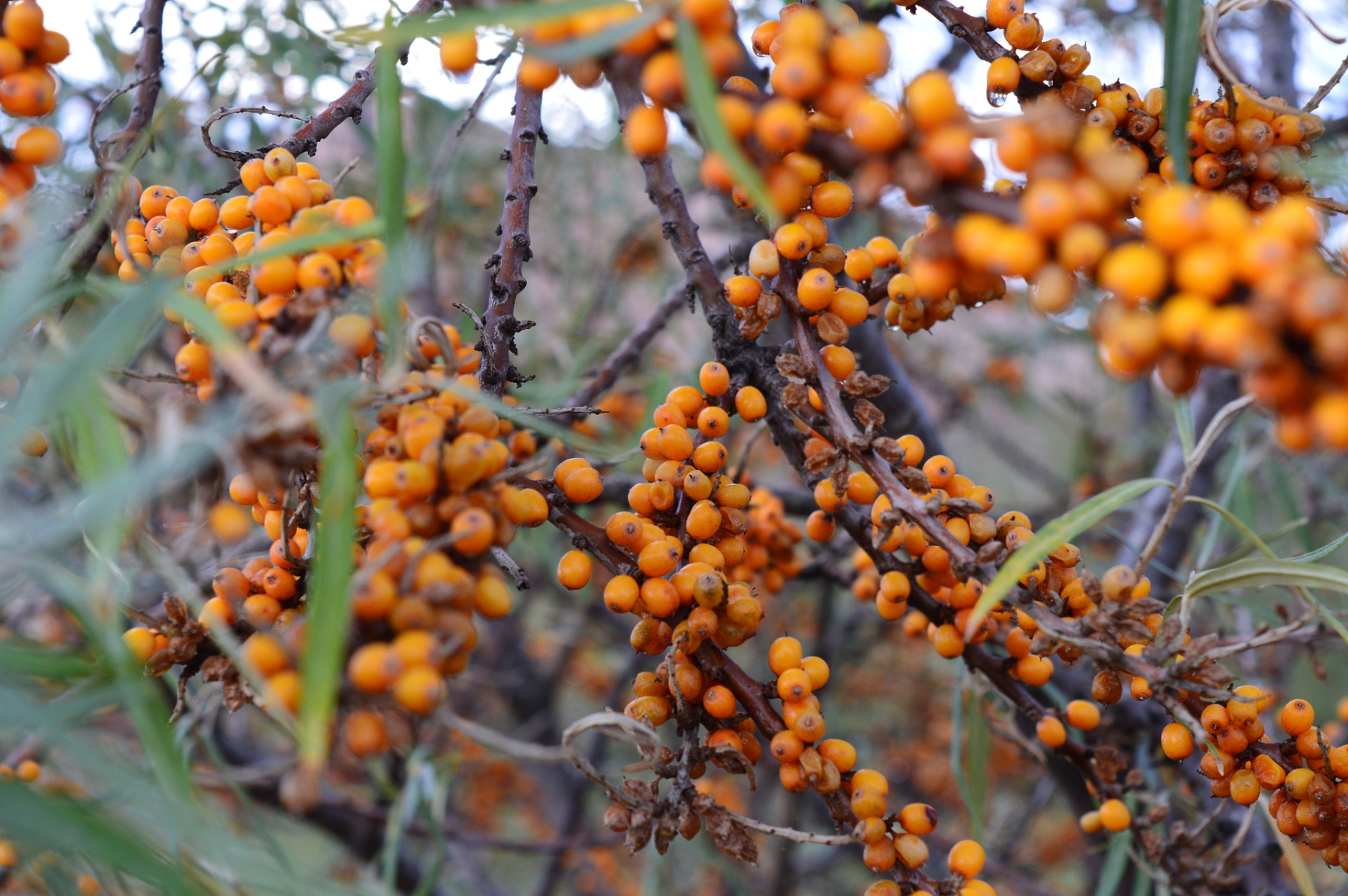 沙棘是一种野生水果,生长在西北部地区,能适应盐碱地等贫瘠的土壤