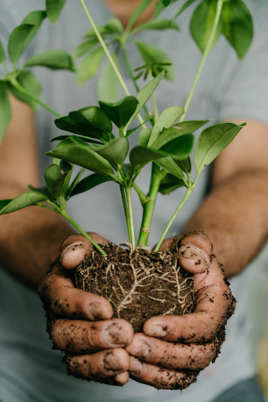 双十一嗨购指南# 菠萝蜜核怎么发芽栽种?