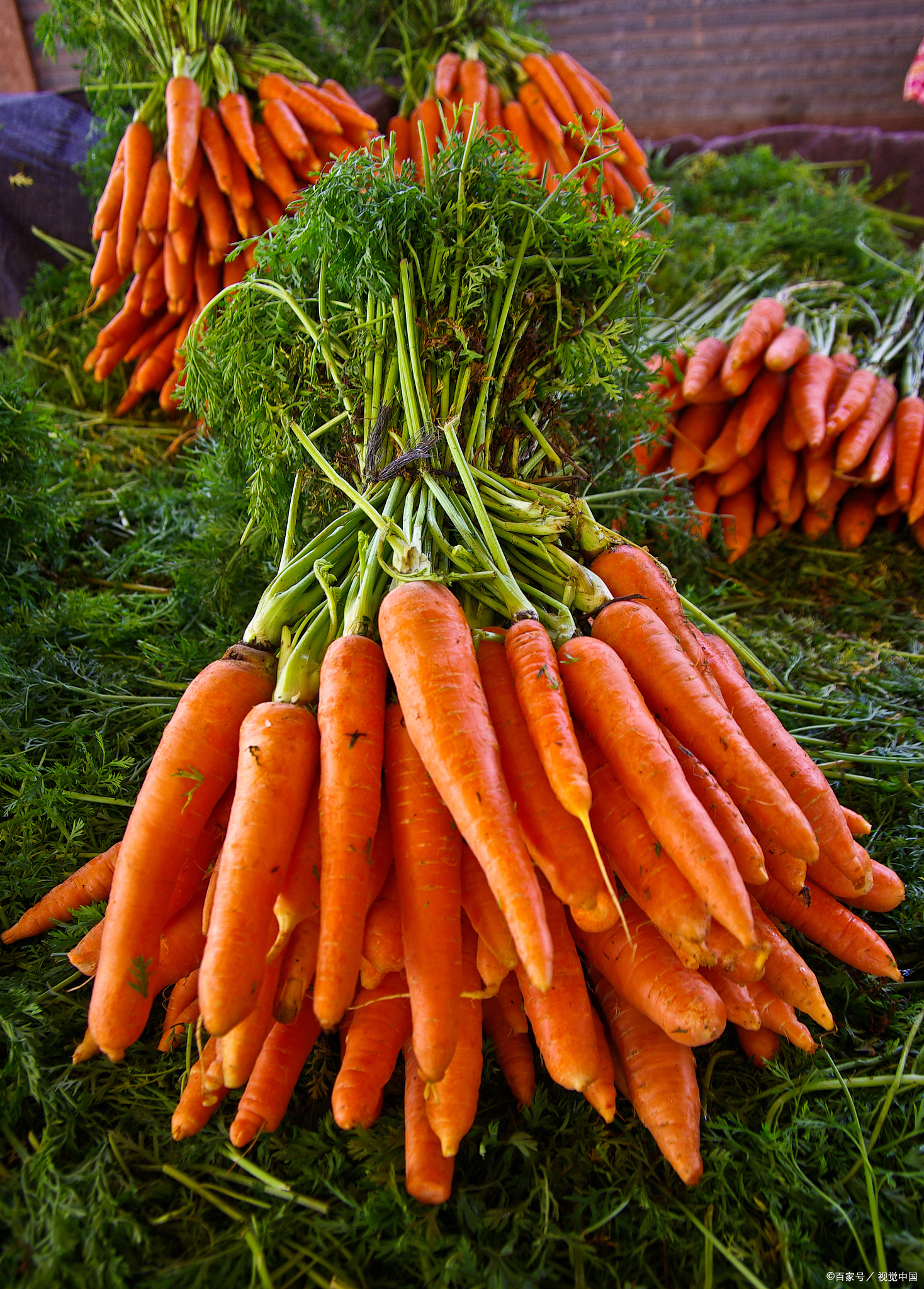 胡萝卜怎么种植?