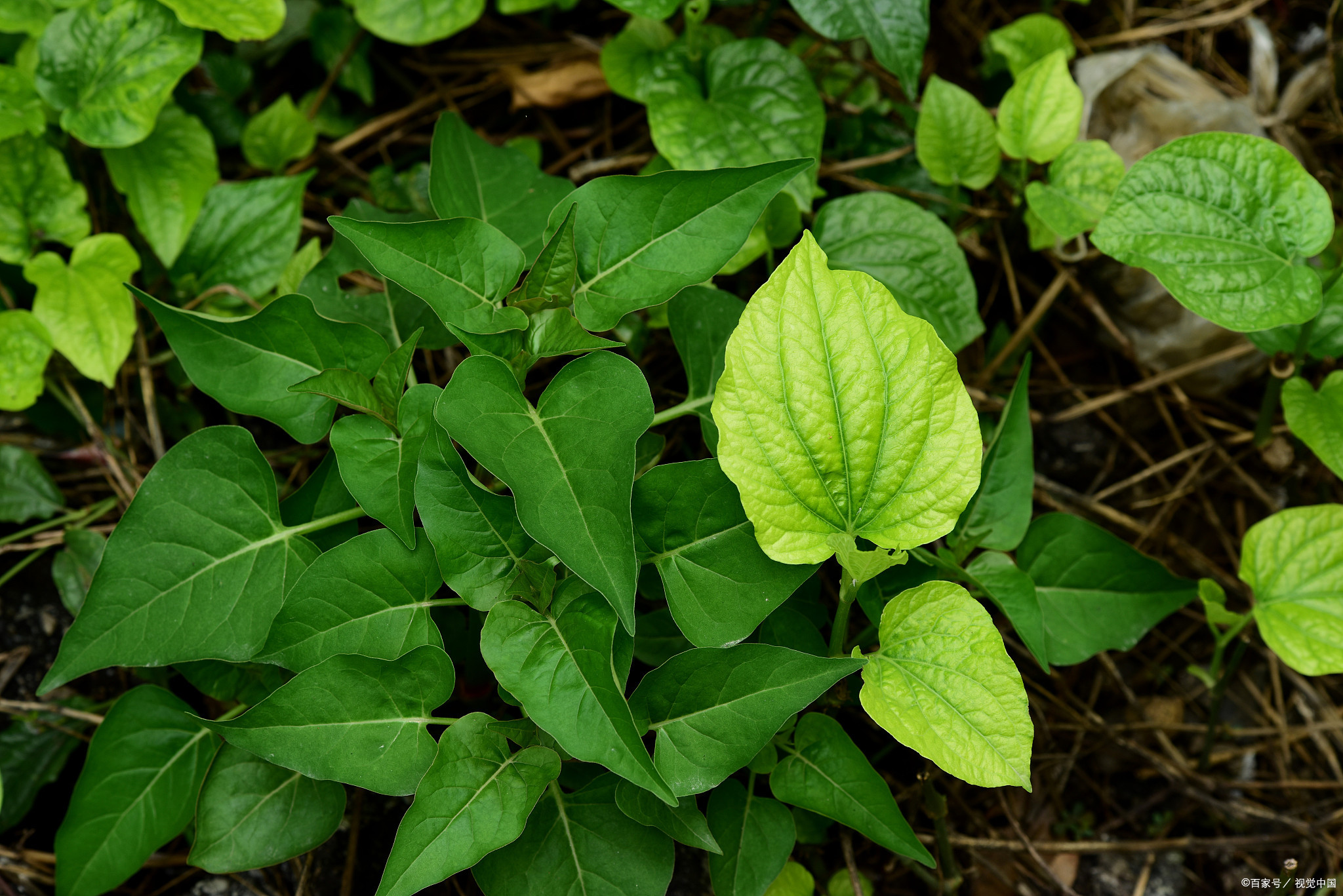 学名epimedium brevicornu maxim,是一种传统中药材,也被称为淫羊草