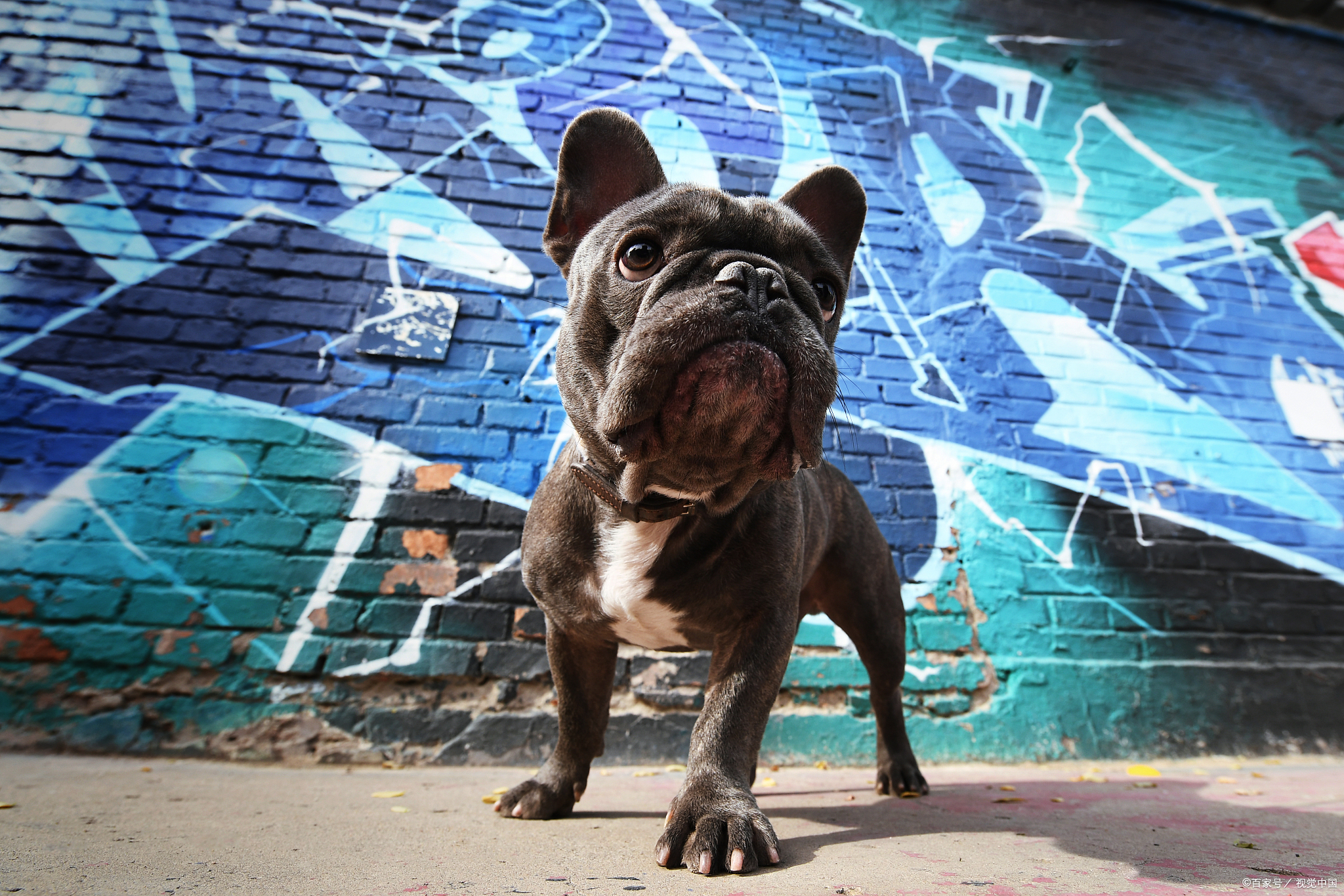 法斗犬:优缺点大起底,你真的了解这位"小斗牛士"吗?