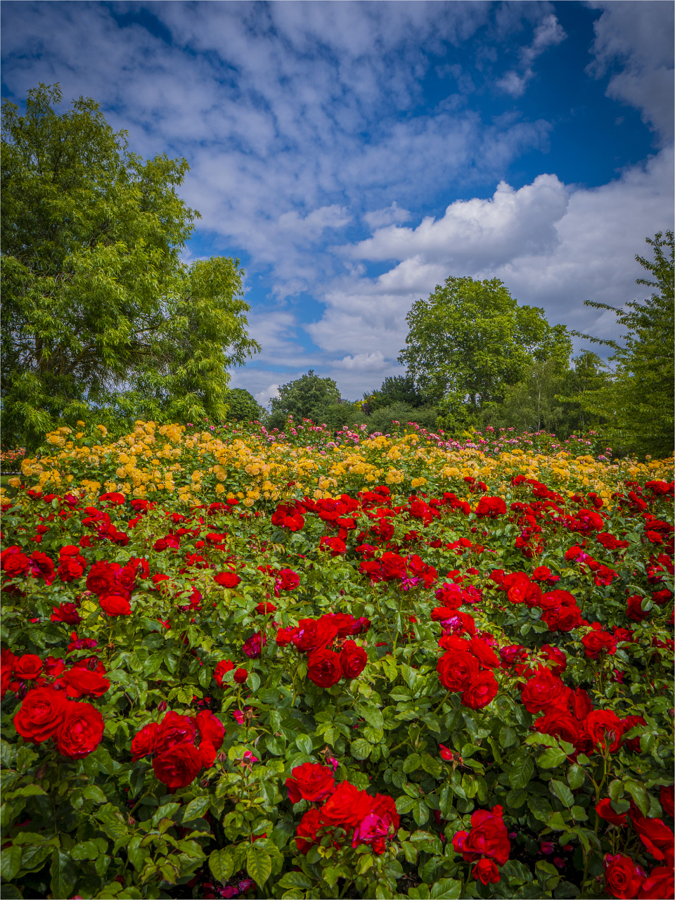 夏天,是大自然的璀璨季节,也是玫瑰花魅力绽放的时刻.