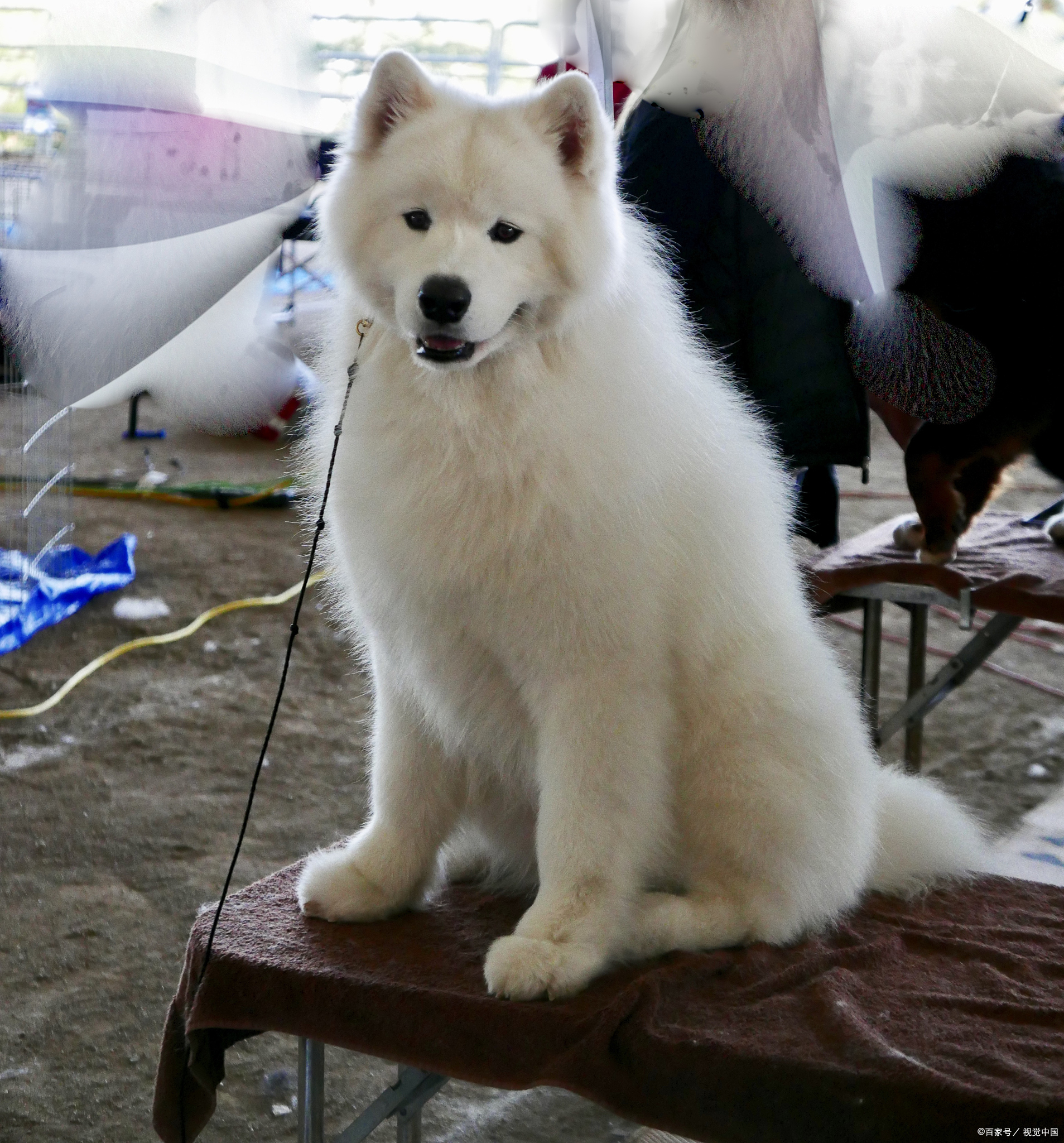 白熊犬是一种具有悠久历史和独.@尊享生活达人的动态