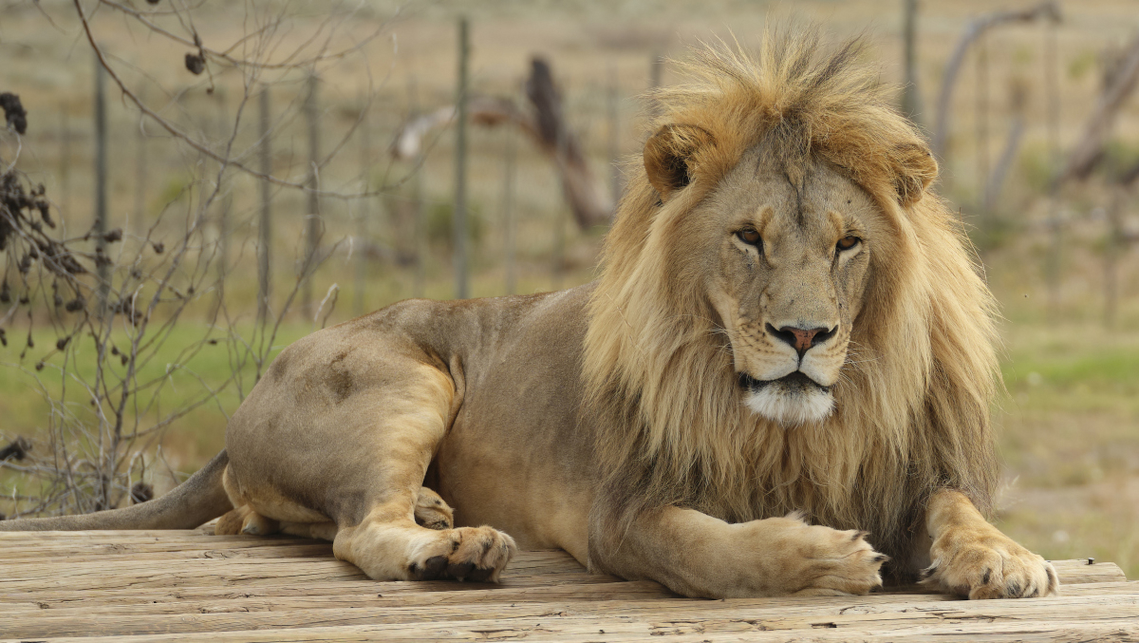 狮子是哺乳动物纲,食肉目,猫科的成员,共有九个品种.