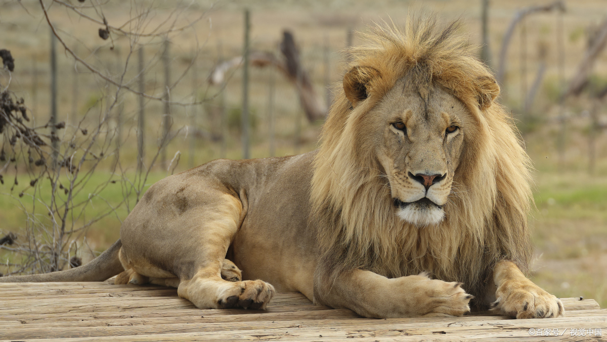 "狮子品种大揭秘:认识不同种类的狮子,感受自然界的奇妙!