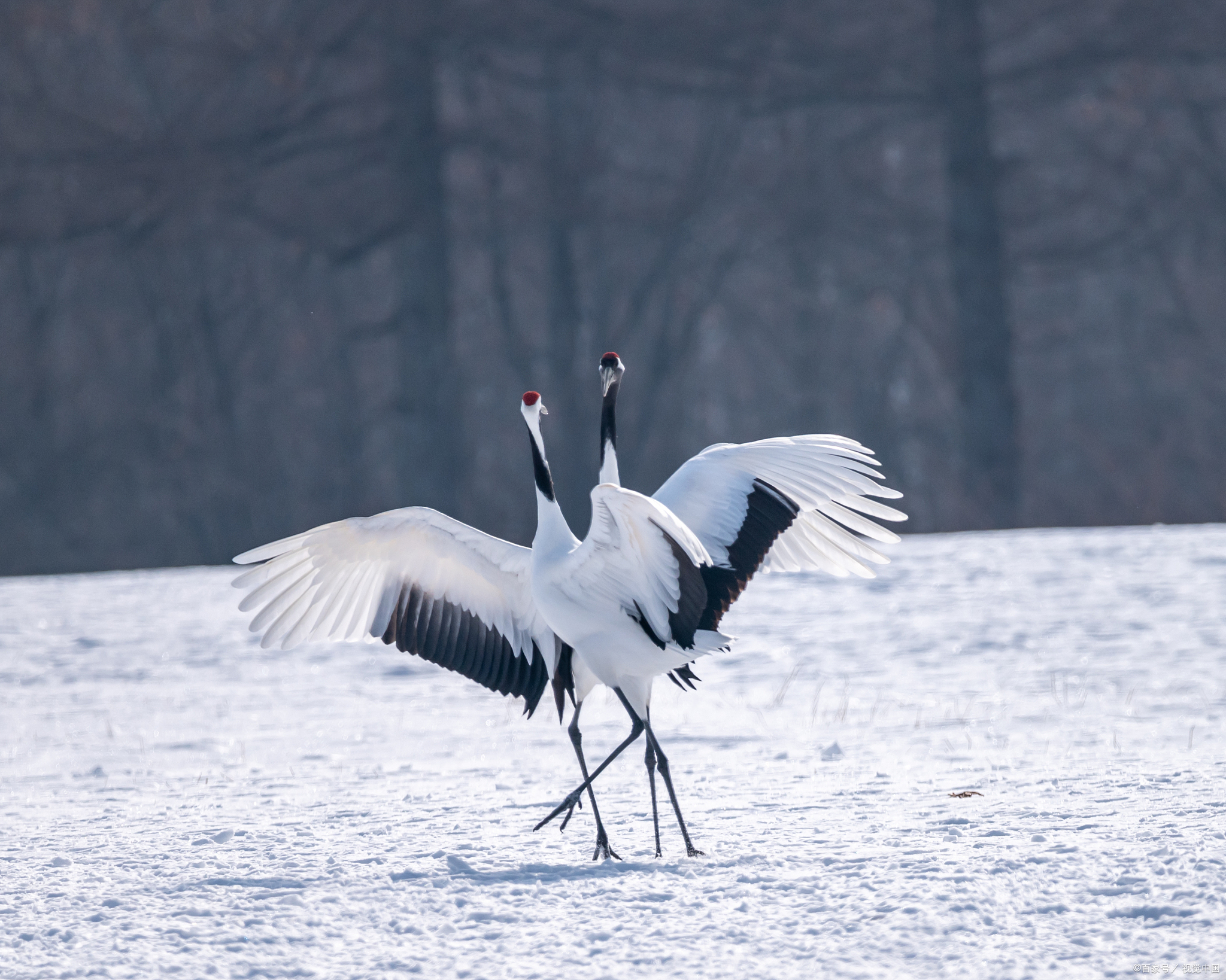 鹤的九种象征寓意