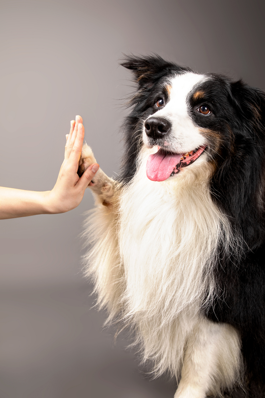 宾牧犬的照片图片