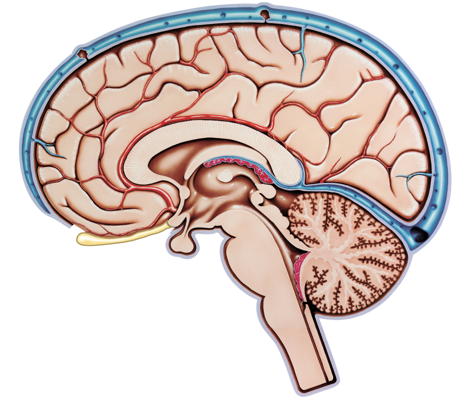 侧脑室 英文名:lateral02ventricle 相关症状:头痛,呕吐,视乳头水肿