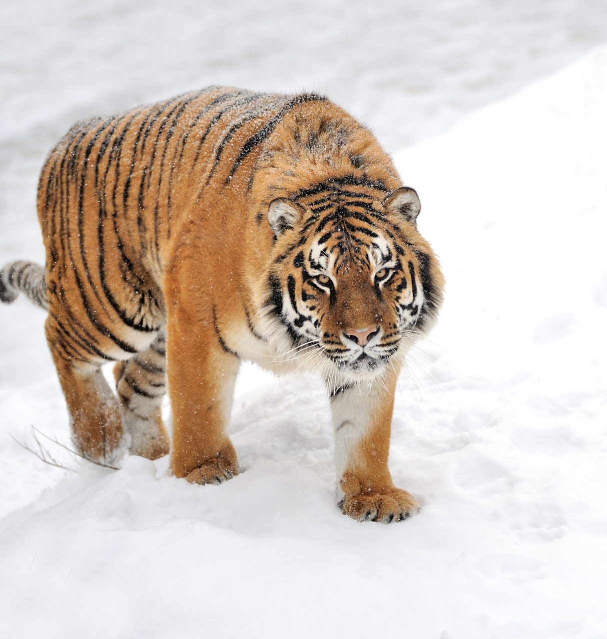 雪山灰虎,雪山灰虎信号与系统26 雪山灰虎,雪山灰虎信号与系统26