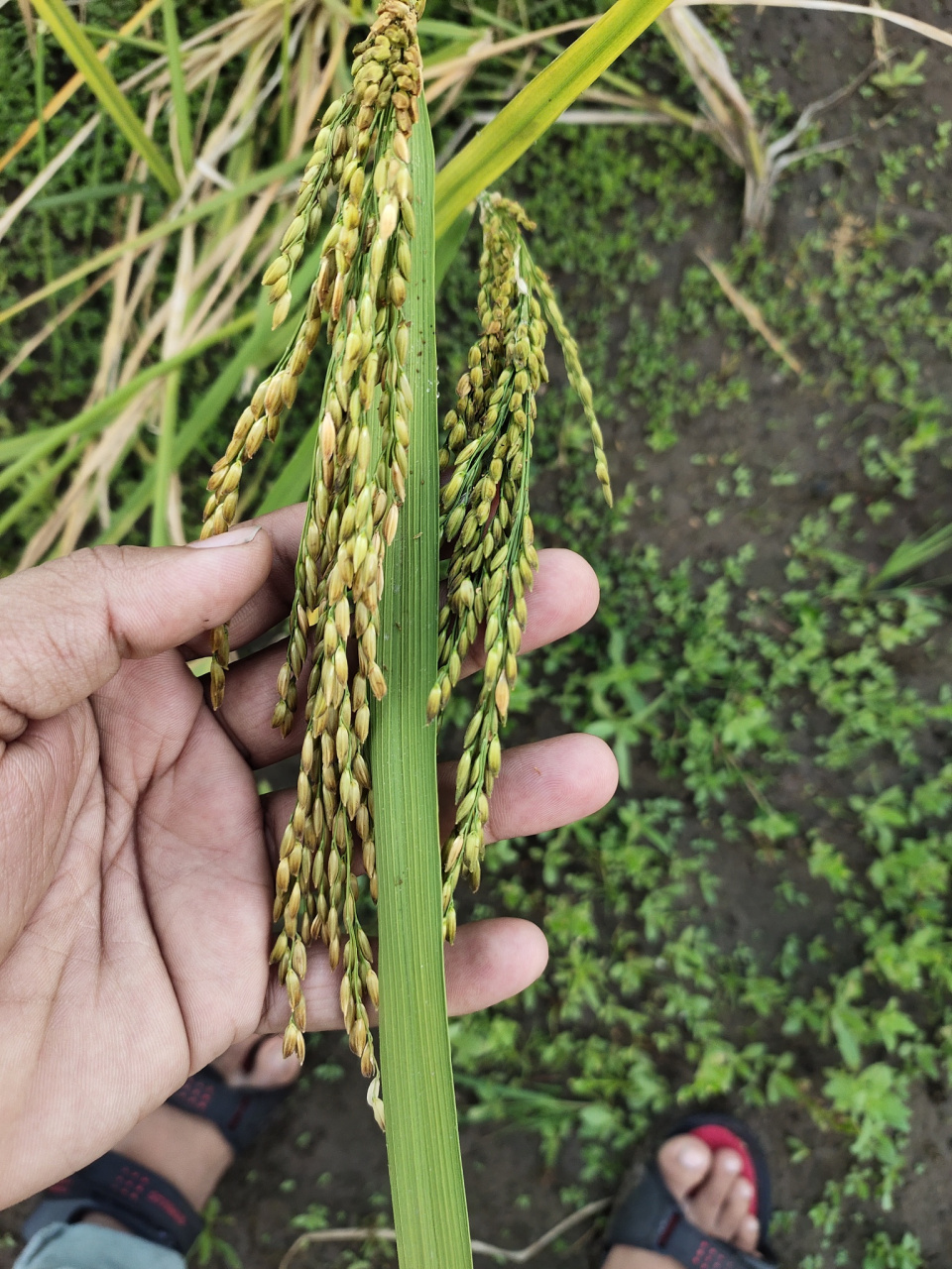 谷子亩产一般多少斤?