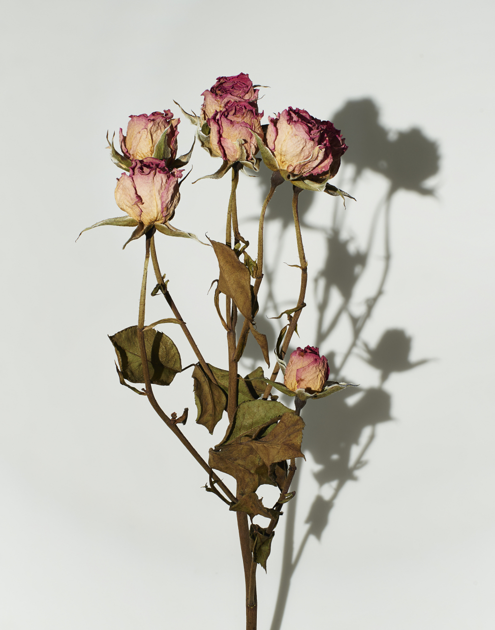 窗台的玫瑰枯萎了,零落着也芬芳着.