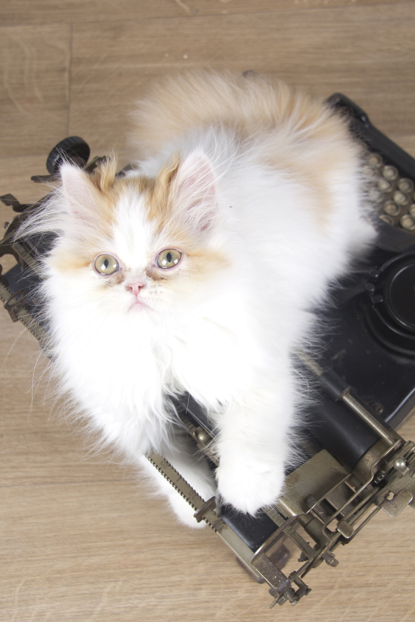 波斯猫性格友善,温和,喜欢与人相处并忠诚于主人.