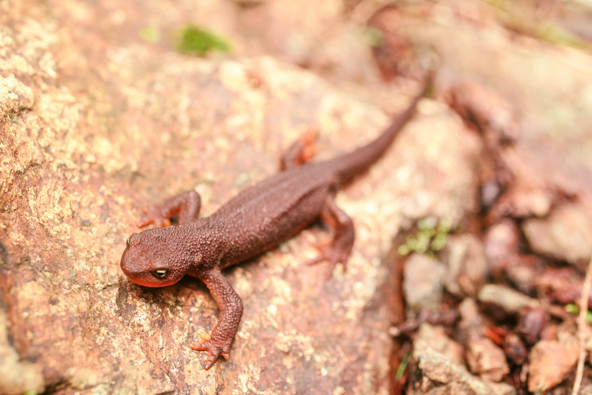 蝾螈是两栖动物,兼具水陆生活习性,是生态学研究的热门对象.