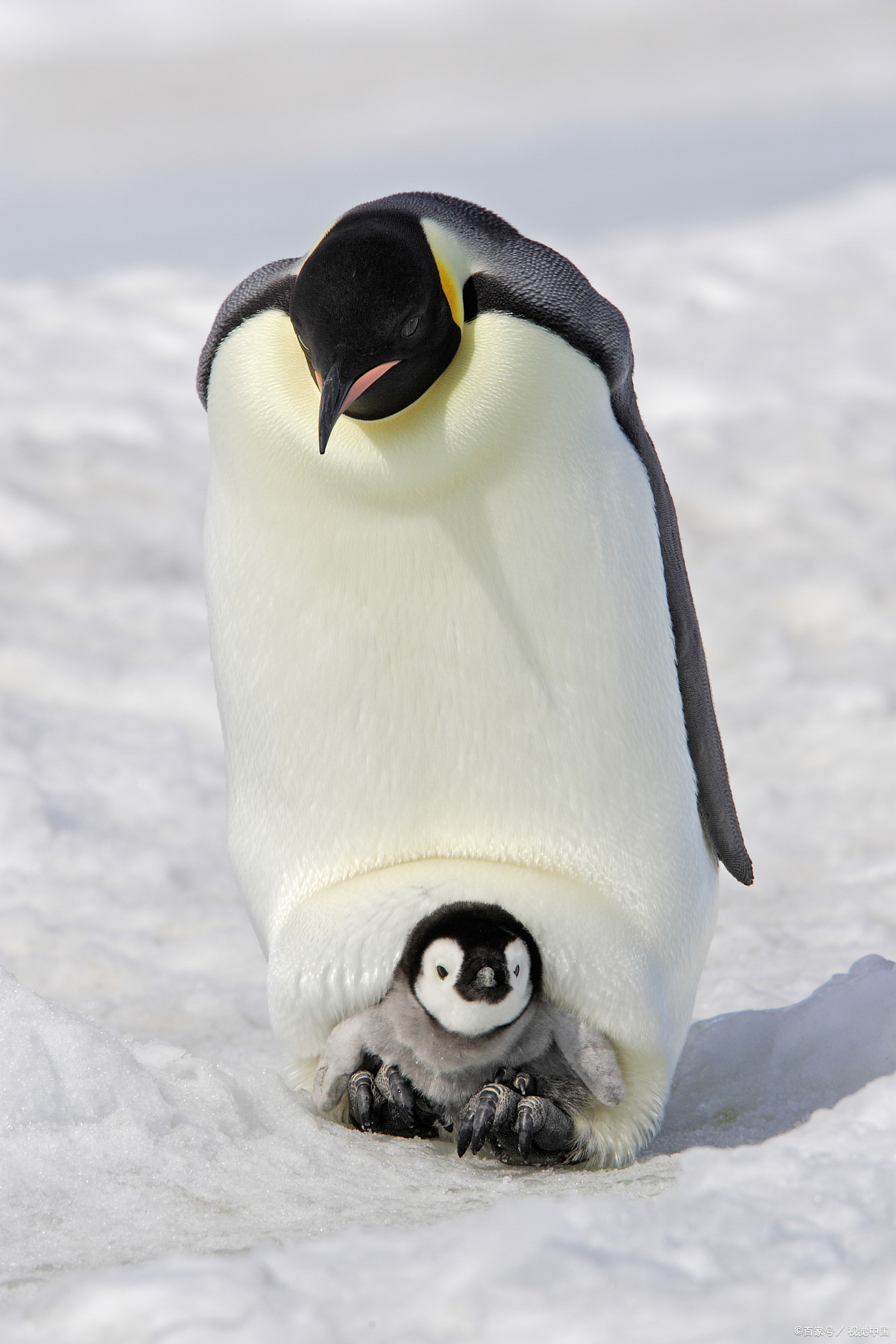 两只雄性企鹅也会成为伴侣共同育儿