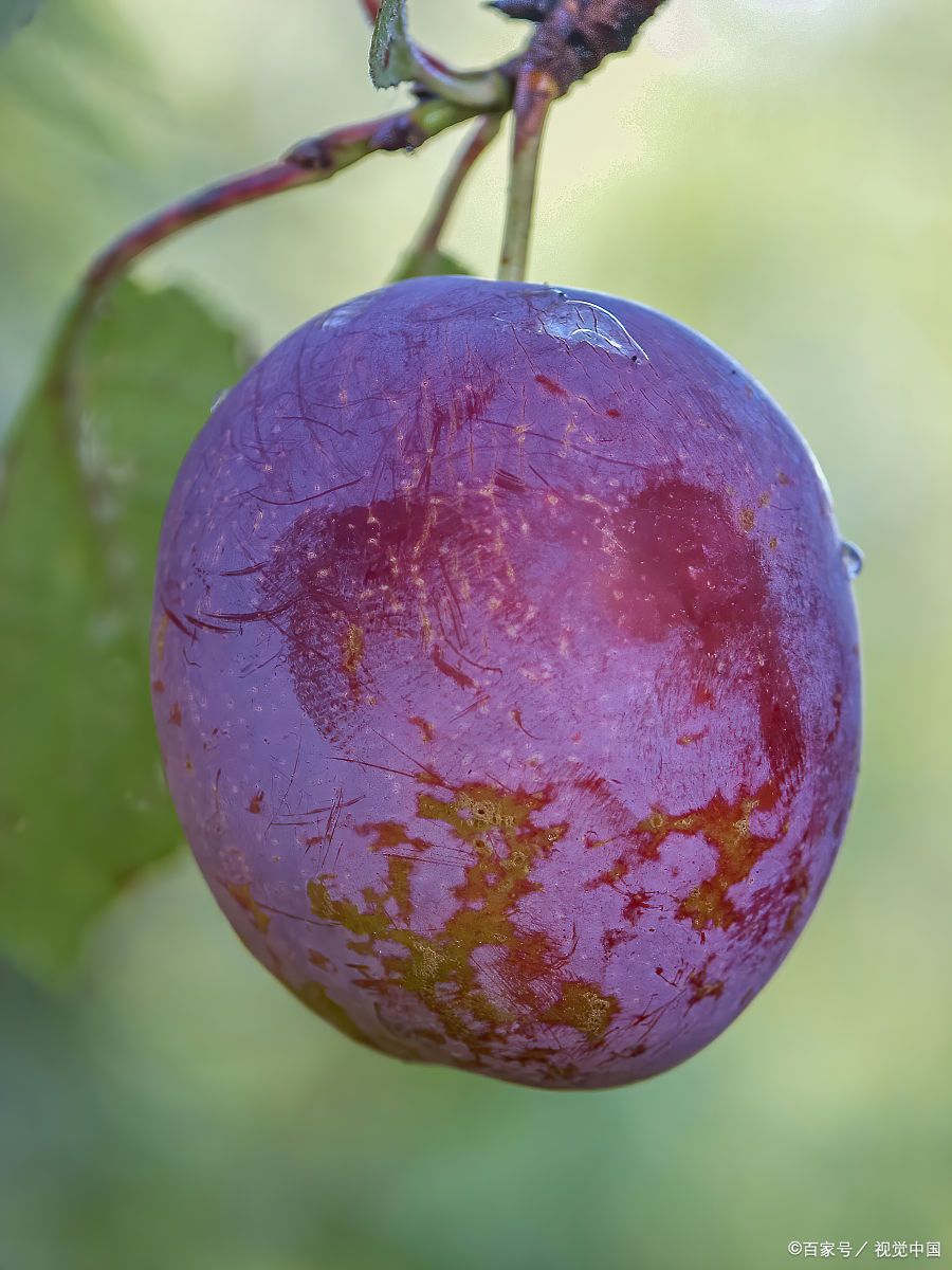 李子:凉性水果的养生之道 李子在中医理论中被明确归类为凉性水果,其