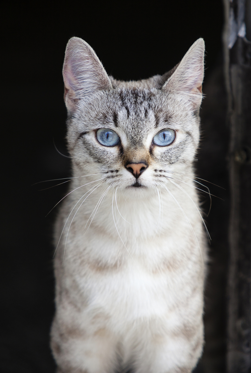 东方猫,又称暹罗猫,是一种著名的小型家猫品种.