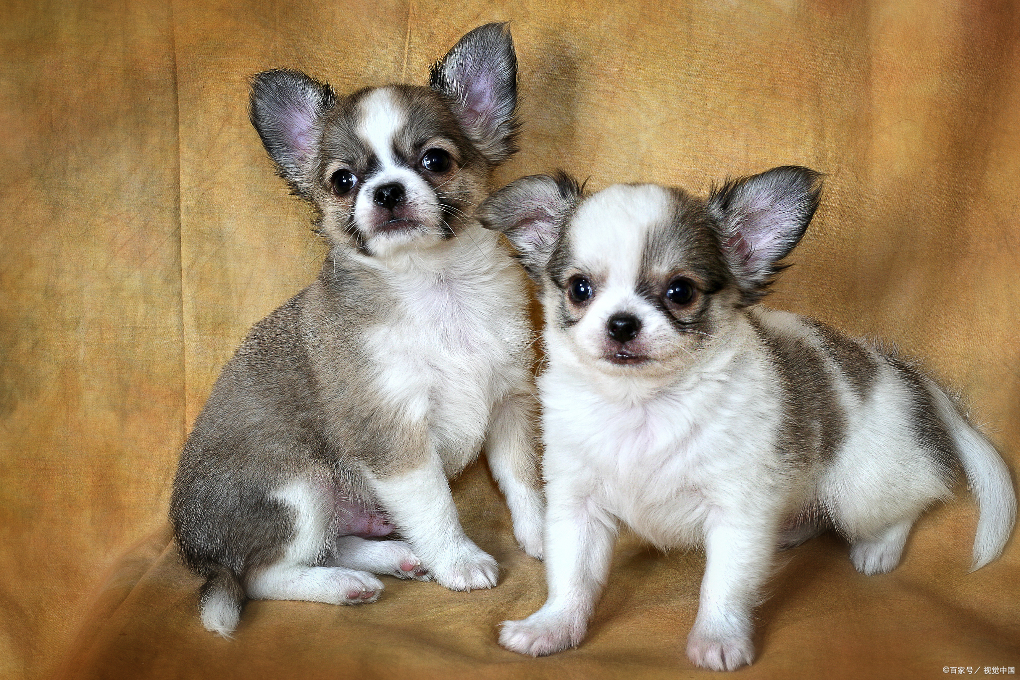 吉娃娃与小鹿犬:不只是名字的区别,你真的了解它们吗?