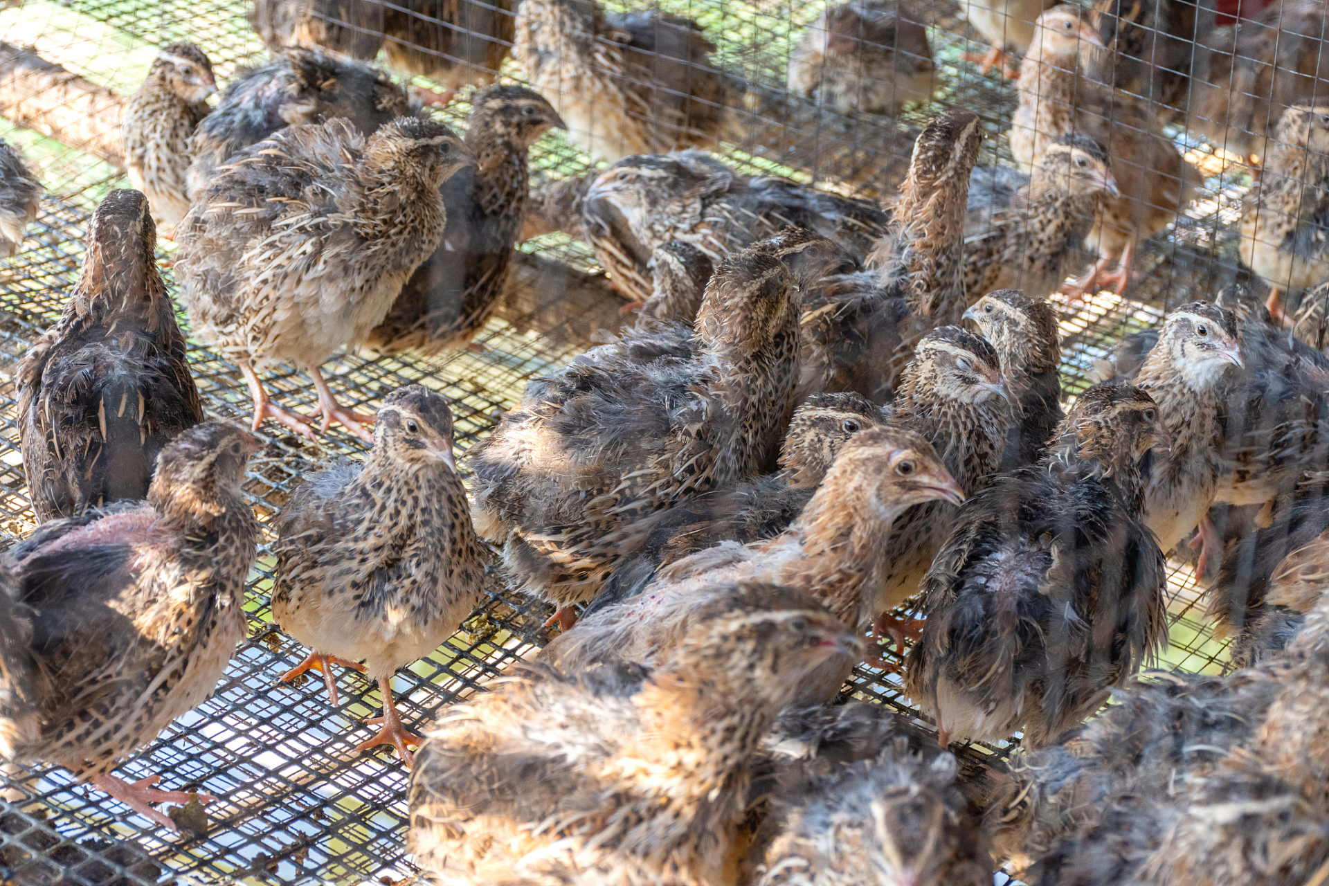 鹌鹑养殖,一定要知道的养殖技巧与注意事项!