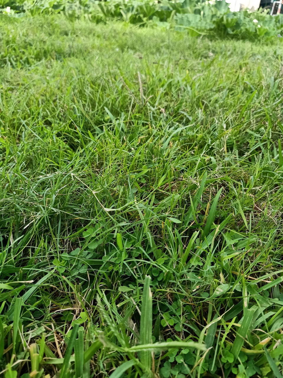 小麦田杂草高峰期,1,在小麦播种后40天内,出苗数占总数的85%以上,发生