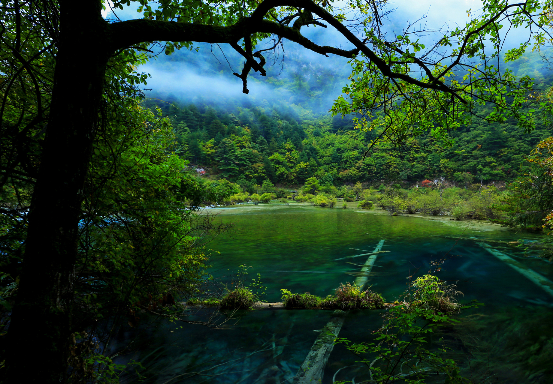 九寨沟箭竹海:湖畔箭竹吐翠,倒影迷人的秘境  在九寨沟的群山中,隐藏