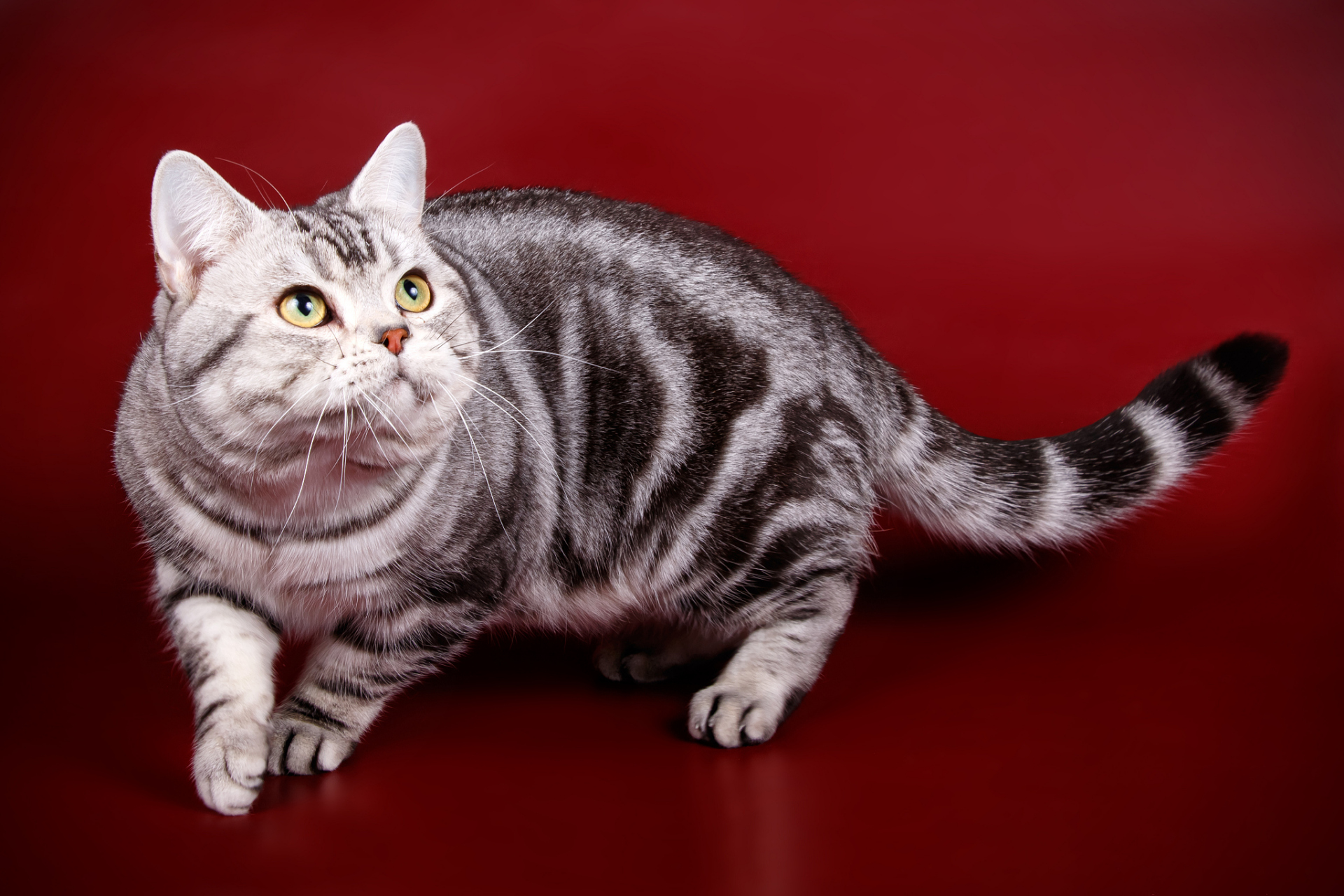 英国短毛猫是一种常见的出现淡灰白相间毛色的品种.