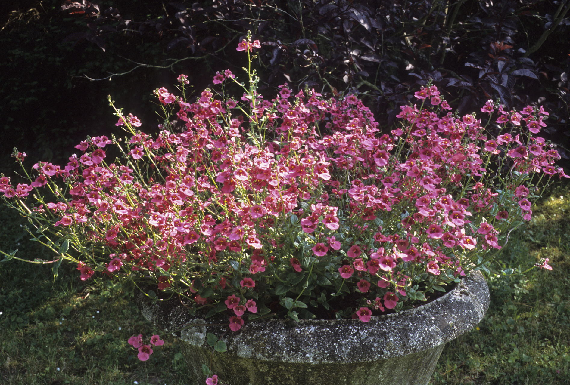 欧石楠,又称艾莉卡,属于杜鹃花科欧石楠属的灌木植物.