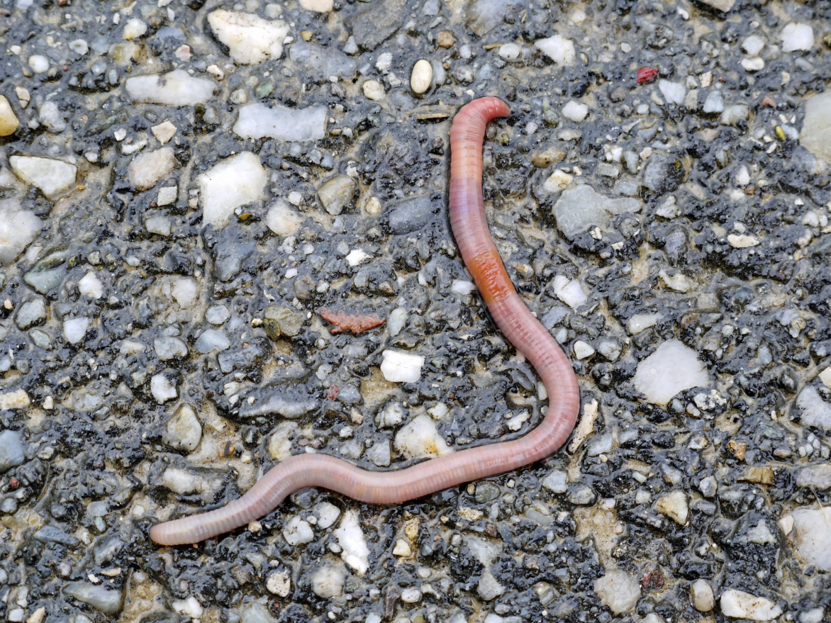 蚯蚓是一种重要的土壤动物,具有改善土壤,提高土壤肥力的作用,同时还