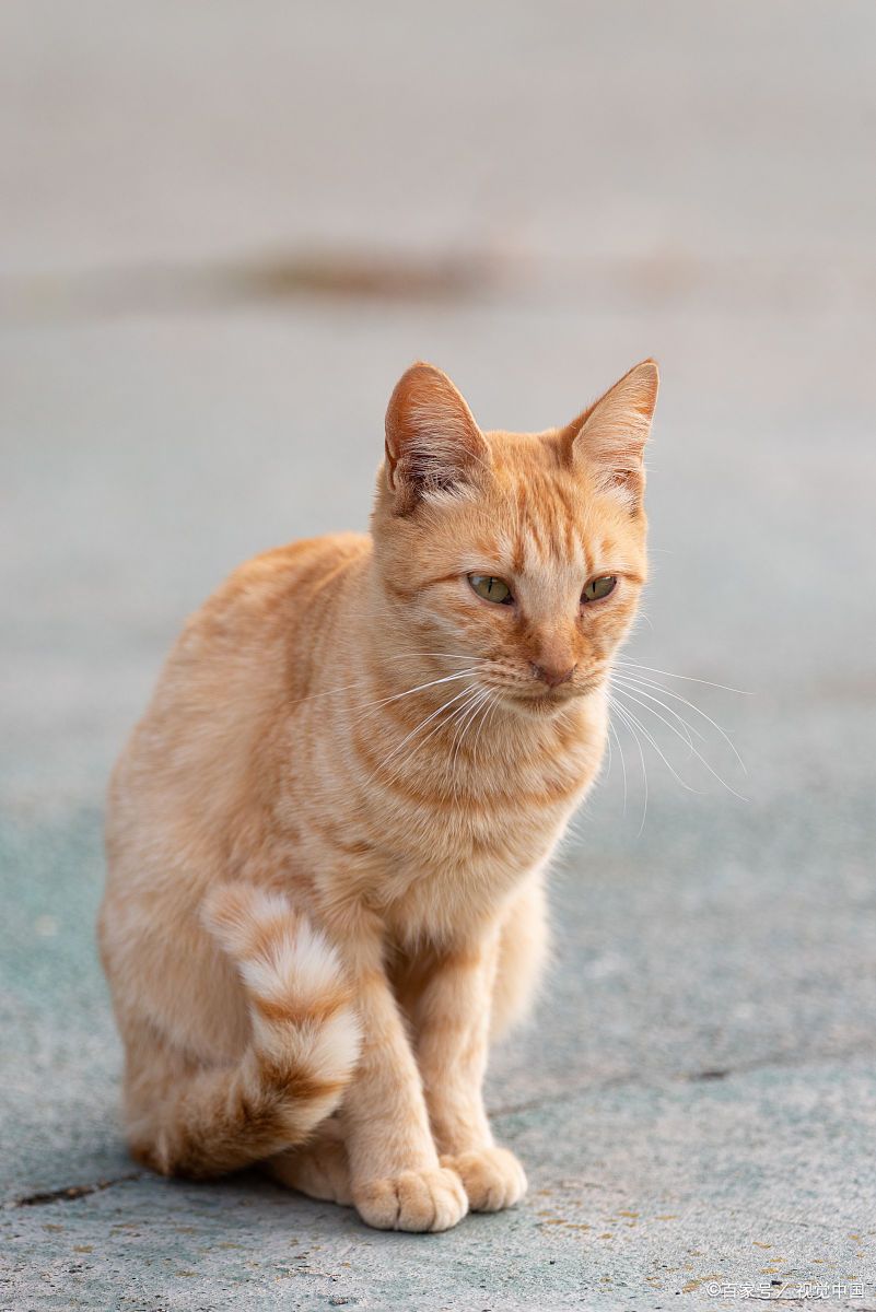中华田园猫的优点和缺点