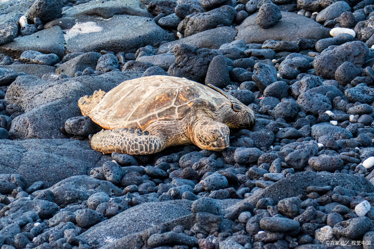 海龟确实是爬行动物的一种