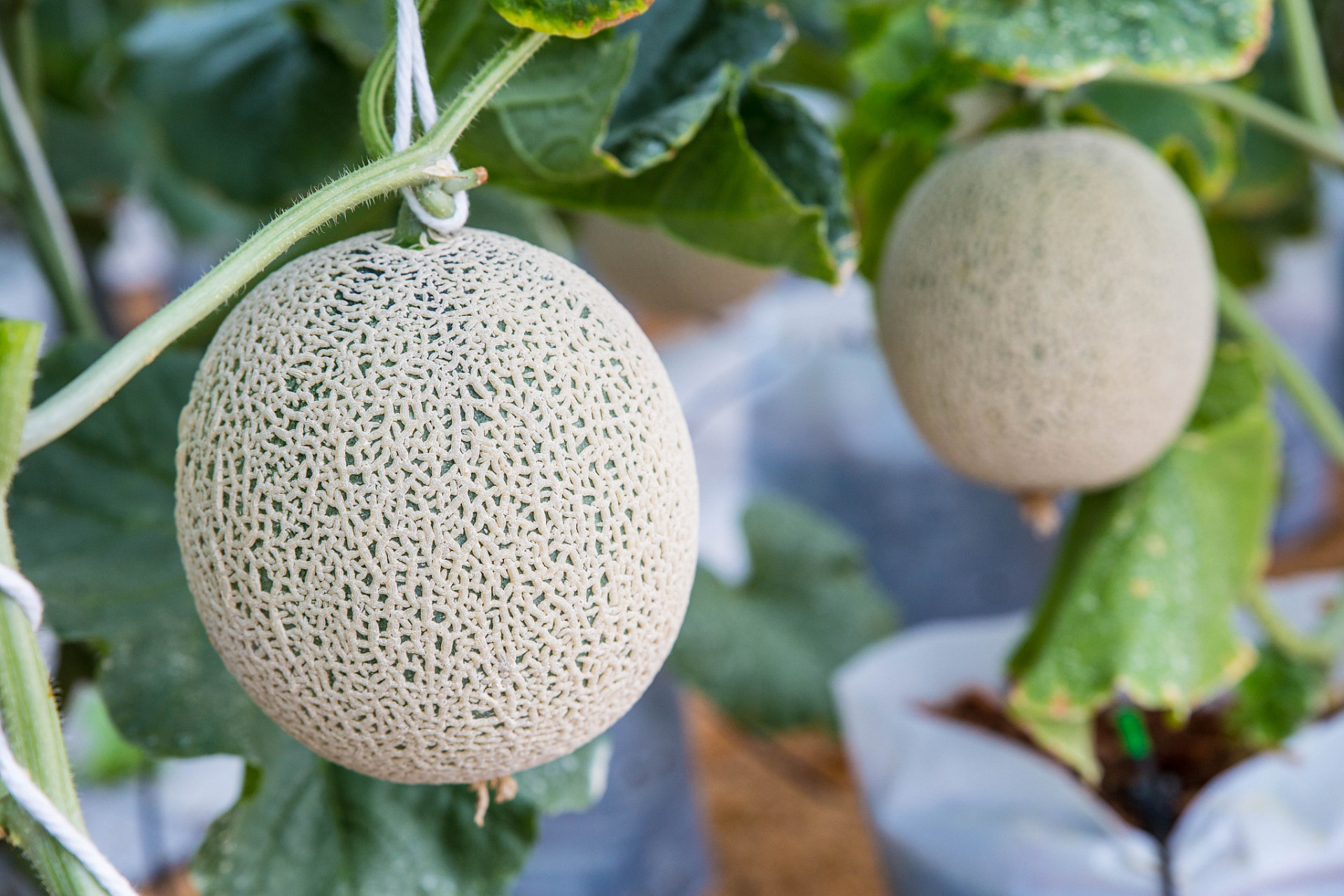 植物#   网纹瓜,又称长条瓜,是一种夏季常见的瓜类蔬菜,其花朵大而