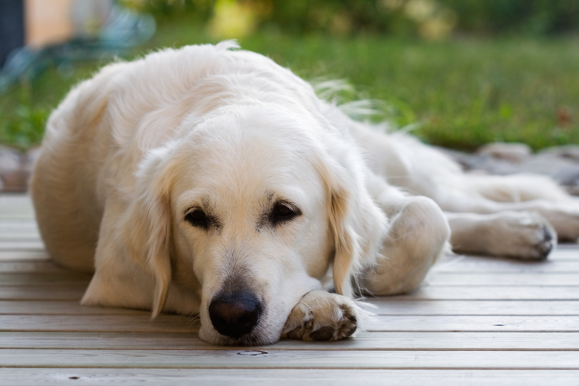 纯白色金毛犬不一定是正统哦!选狗狗时,别只被颜值迷惑.