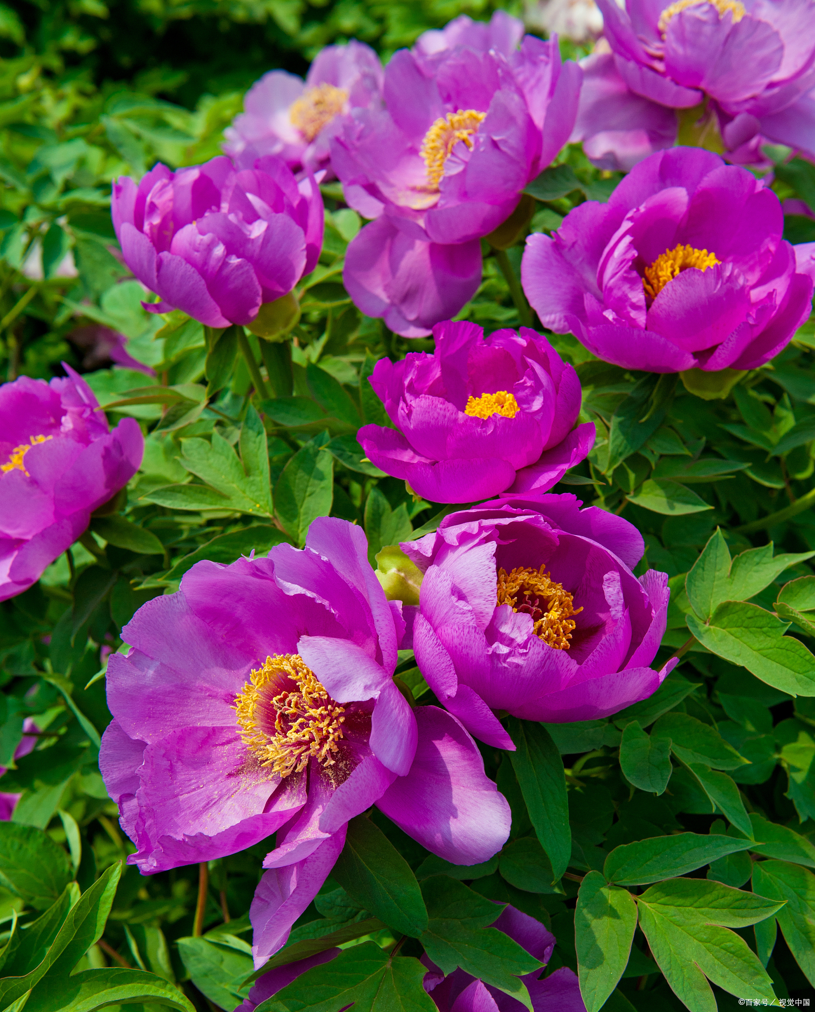 紫色牡丹:高贵神秘的花中皇后