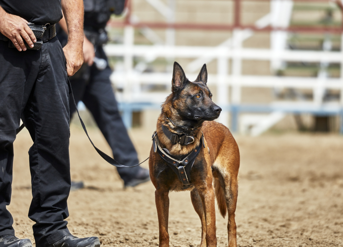 警犬品种 狗狗图片