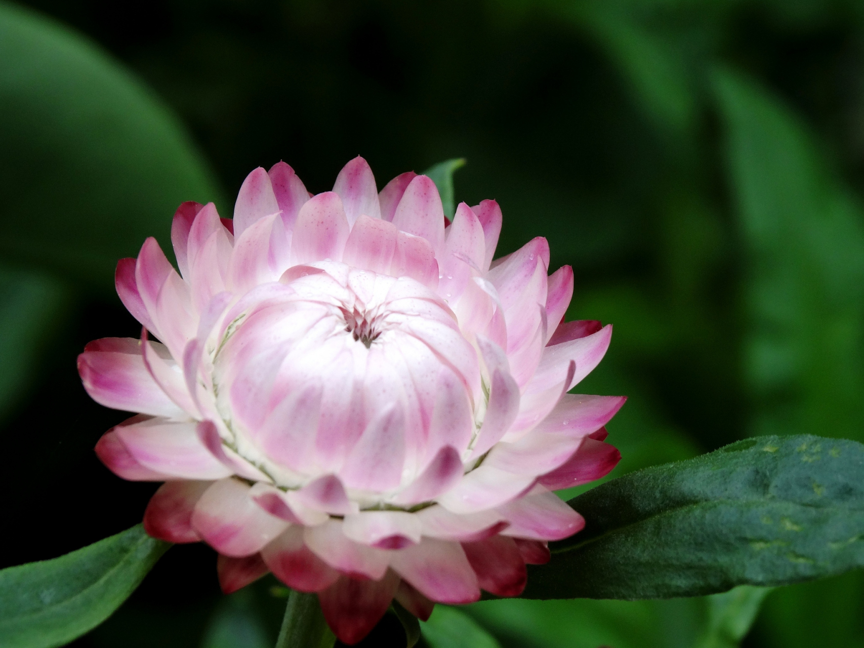福寿莲,又名珍珠莲,观音莲,是一种常见的观赏植物.