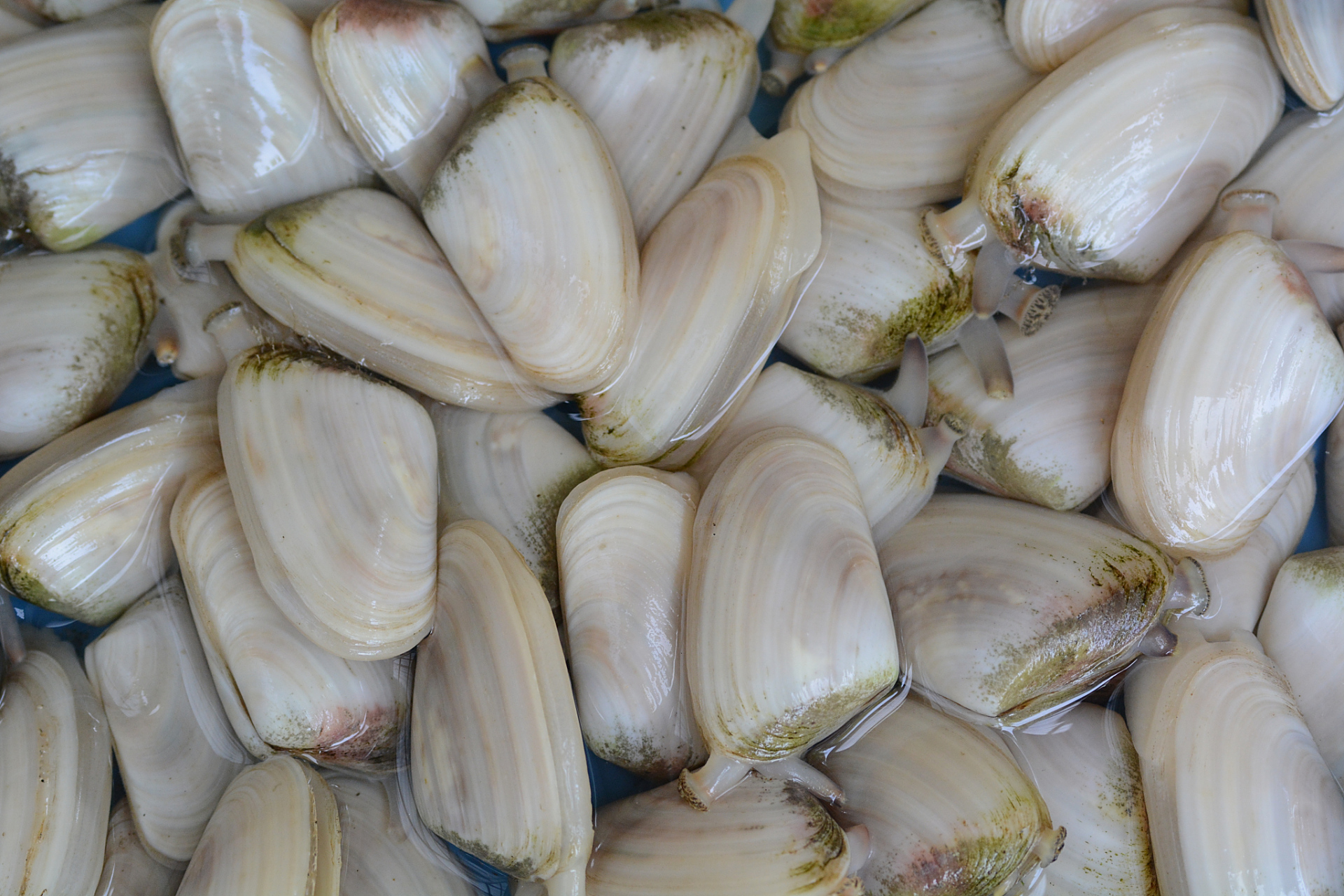 海味辽宁# 蛏子,是一种淡水贝类,其口味独特鲜美,备受食客青睐.